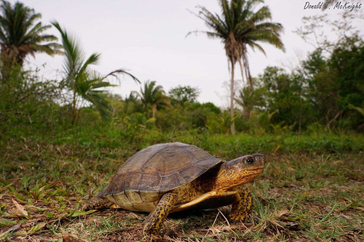Rùa mai khắc (Glyptemys insculpta) dài 13 cm, cư trú trong những khu rừng ẩm ướt ở Đông Bắc Bắc Mỹ. Đôi khi con đực và con cái của loài rùa này cùng biểu diễn một vũ điệu đẹp mắt trong quá trình ve vãn nhau.