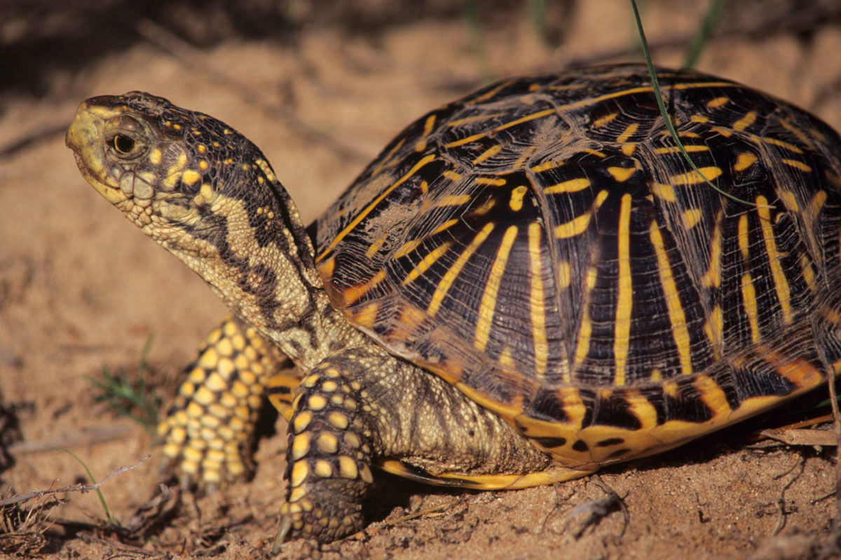 Rùa hộp hoa văn (Terrapene ornata) dài 14 cm, sống trên cạn ở vùng trung tâm Bắc Mỹ. Chúng đào hang để tránh cái nóng mùa hè và sự lạnh giá vào mùa đông.