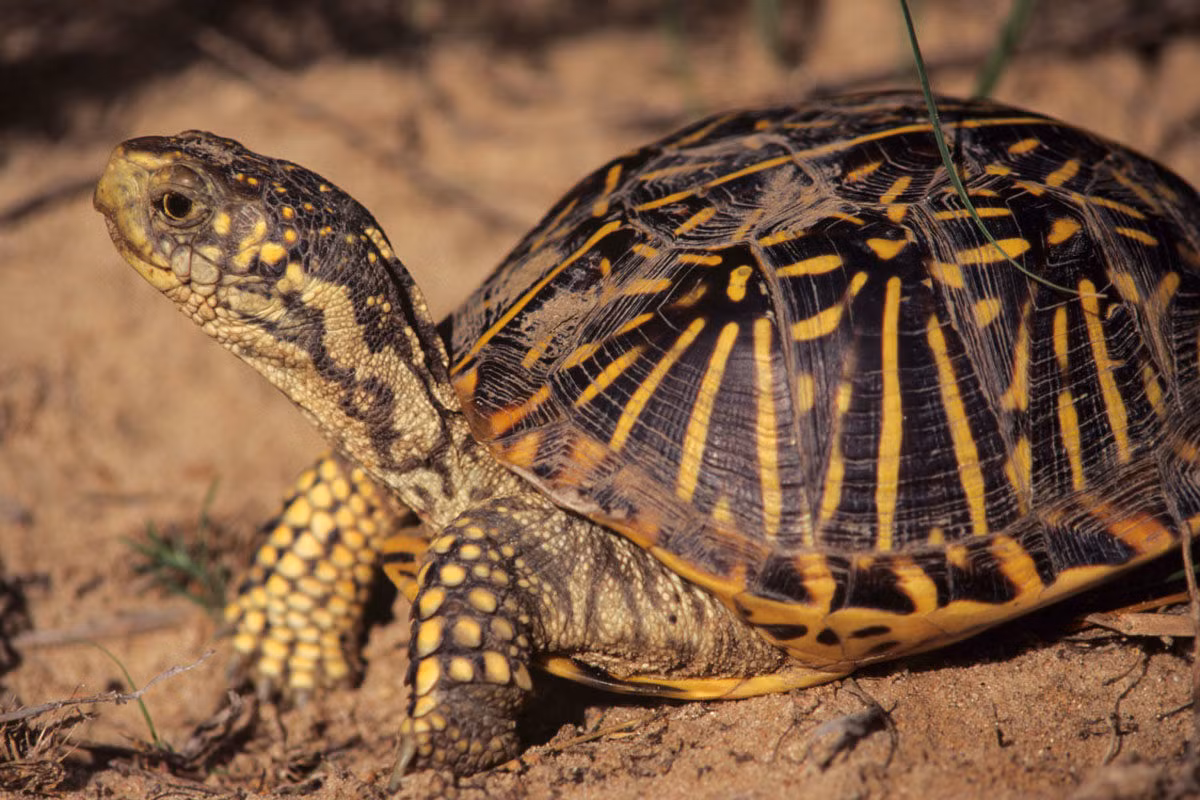 Rùa hộp hoa văn (Terrapene ornata) dài 14 cm, sống trên cạn ở vùng trung tâm Bắc Mỹ. Chúng đào hang để tránh cái nóng mùa hè và sự lạnh giá vào mùa đông.