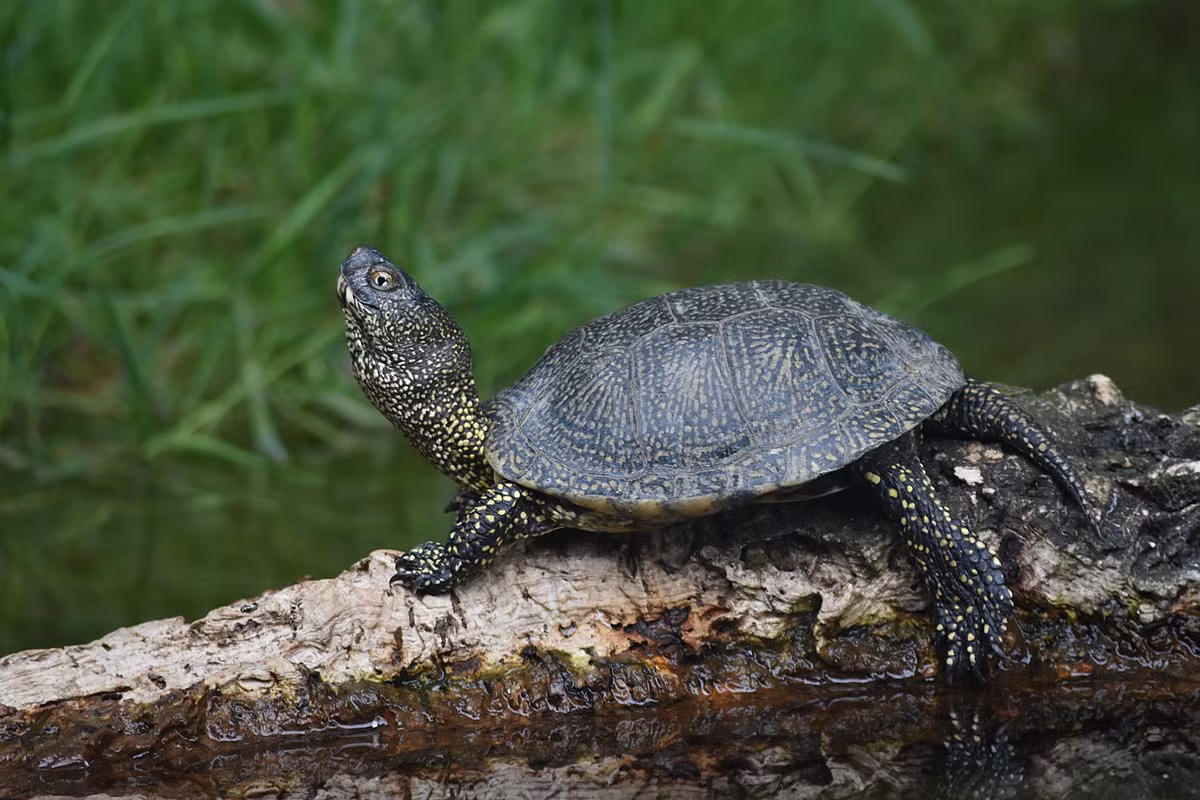 Rùa đầm châu Âu (Emys orbicularis) dài 21 cm, phân bố rộng ở châu Âu. Chúng thường phơi mình trên các tảng đá, khúc gỗ, và nhanh chóng lặn xuống nước khi cảm thấy nguy hiểm.