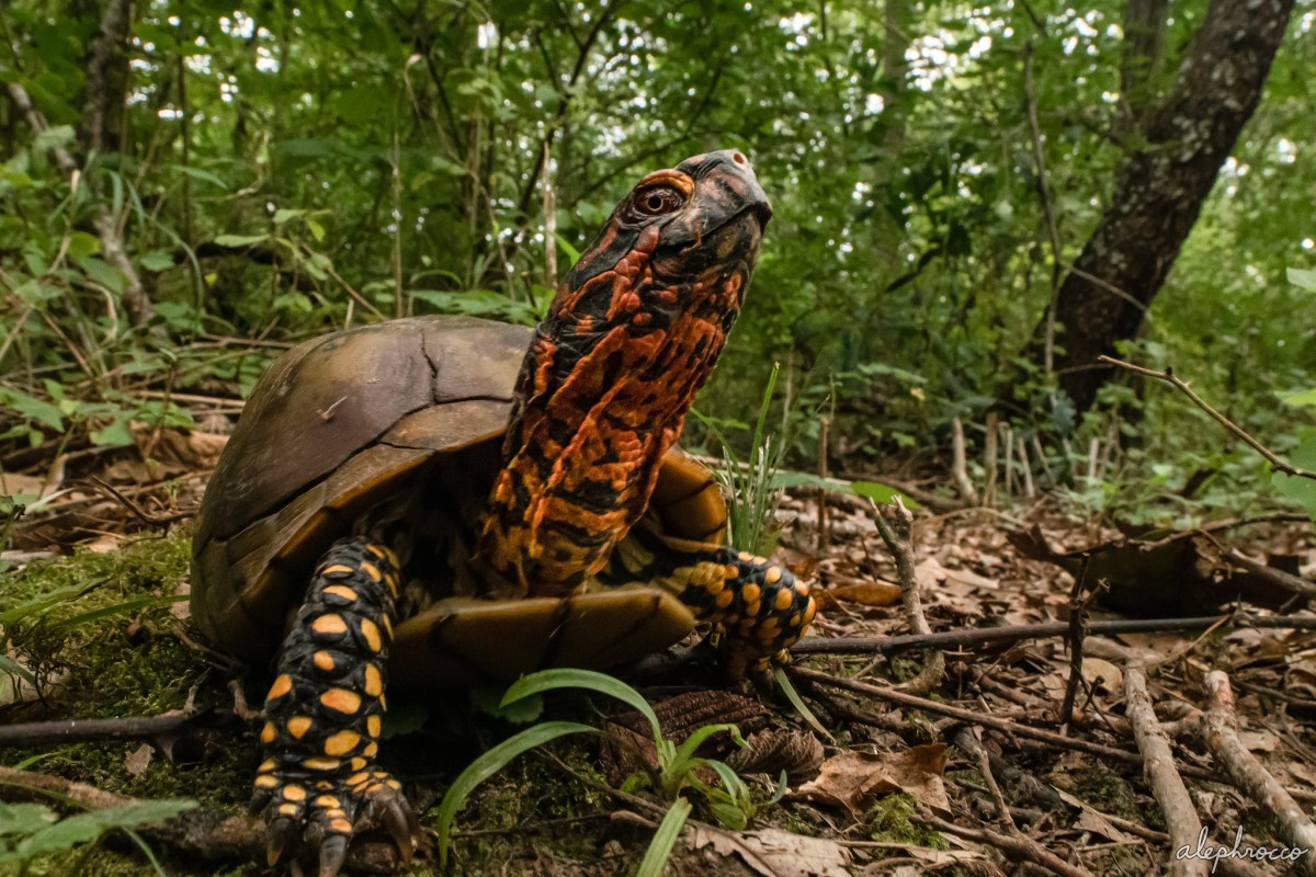 Rùa hộp Carolina (Terrapene carolina) dài 20 cm, sống ở Bắc Mỹ. Qua quá trình tiến hóa, các con đực của loài rùa này có vuốt cong giúp chúng giữ chặt cái mai lồi của con cái trong lúc giao phối. Chúng sống hoàn toàn trên cạn.
