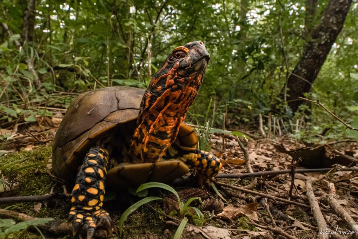 Rùa hộp Carolina (Terrapene carolina) dài 20 cm, sống ở Bắc Mỹ. Qua quá trình tiến hóa, các con đực của loài rùa này có vuốt cong giúp chúng giữ chặt cái mai lồi của con cái trong lúc giao phối. Chúng sống hoàn toàn trên cạn.
