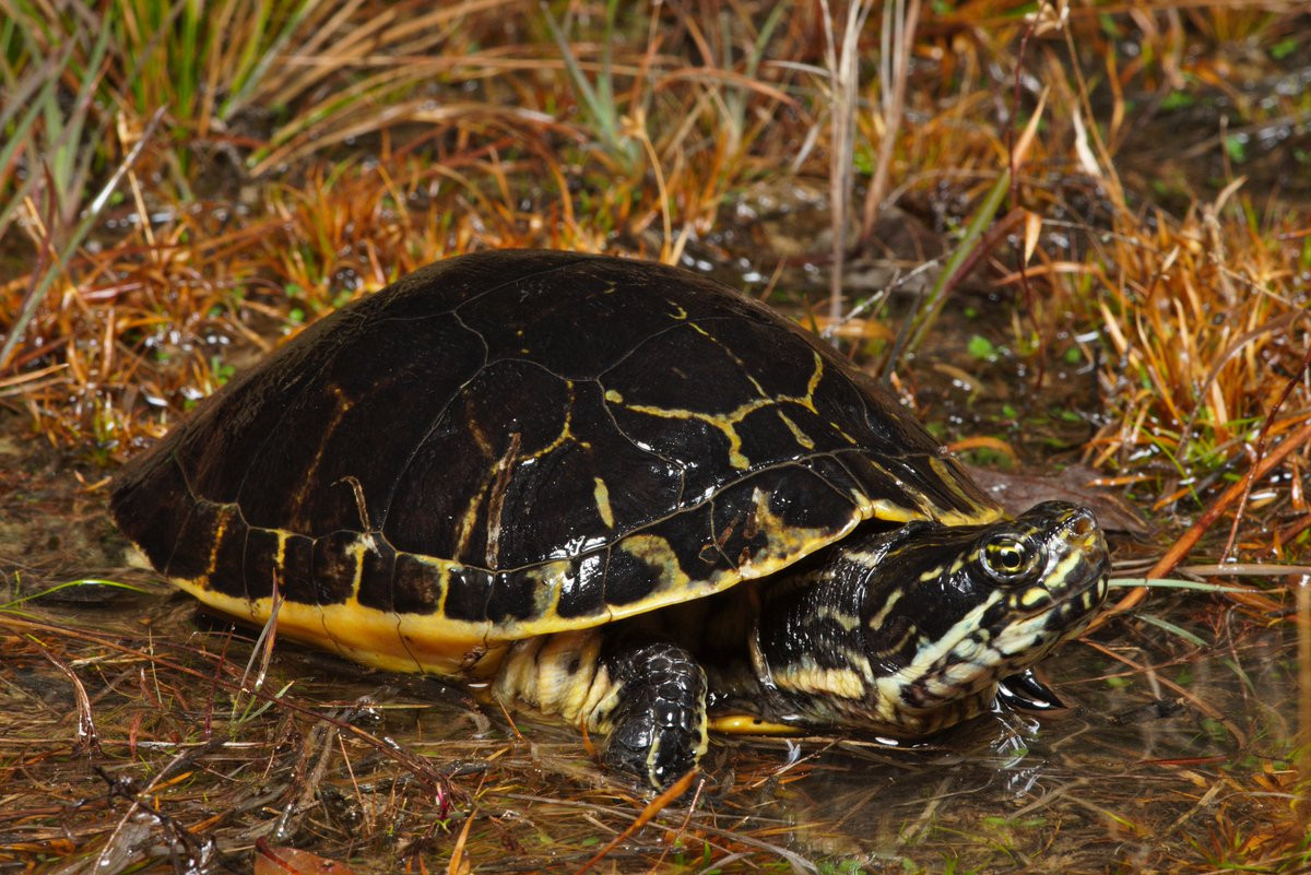 Rùa mai lưới (Deirochelys reticularia) dài 26 cm, được ghi nhận trong đầm lầy phía Đông của Bắc Mỹ. Mai của chúng có những đường vân sáng màu trông như tấm lưới.