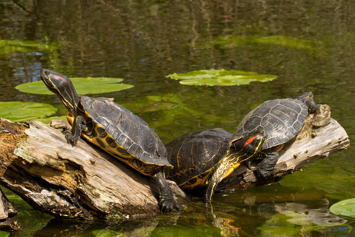 Rùa tai đỏ (Trachemys scripta elegans) dài 28 cm, phân bố ở Bắc Mỹ. Là sinh vật cảnh được mua bán phổ biến, chúng đã định cư tại nhiều sinh cảnh mới khắp châu Âu và châu Á, trở thành loài xâm lấn ở nhiều nơi.