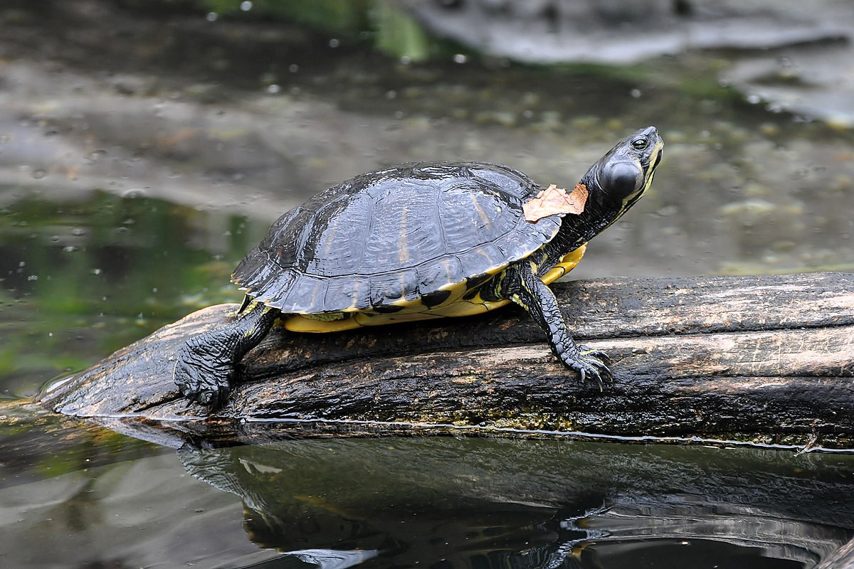 Rùa bụng vàng (Trachemys scripta scripta) dài 27 cm, phân bố ở miền Nam nước Mỹ. Tương tự họ hàng gần là rùa tai đỏ, chúng là loài ăn tạp, có tập tính trườn xuống nước khi bị quấy nhiễu.