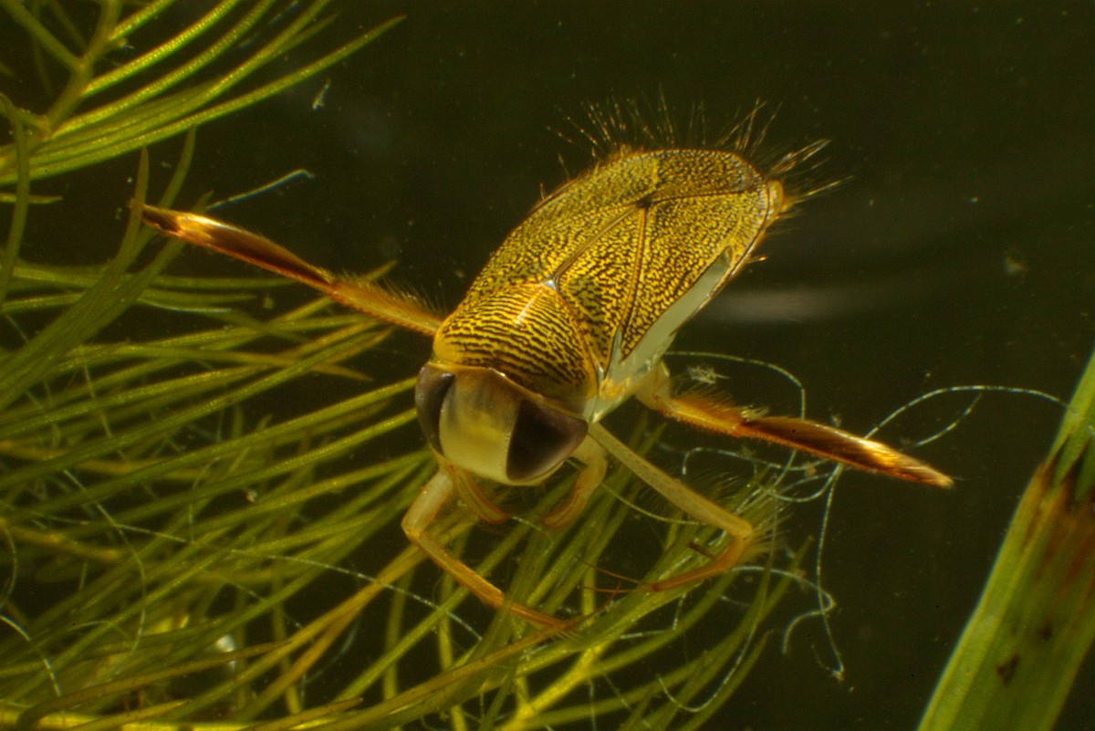 Bọ bơi chèo chấm (Corixa punctata) dài 1,2 cm, phổ biến ở châu Âu. Chúng sử dụng các chân sau khỏe như mái chèo để bơi, thức ăn là tảo và các mảnh vụn hữu cơ trong ao.