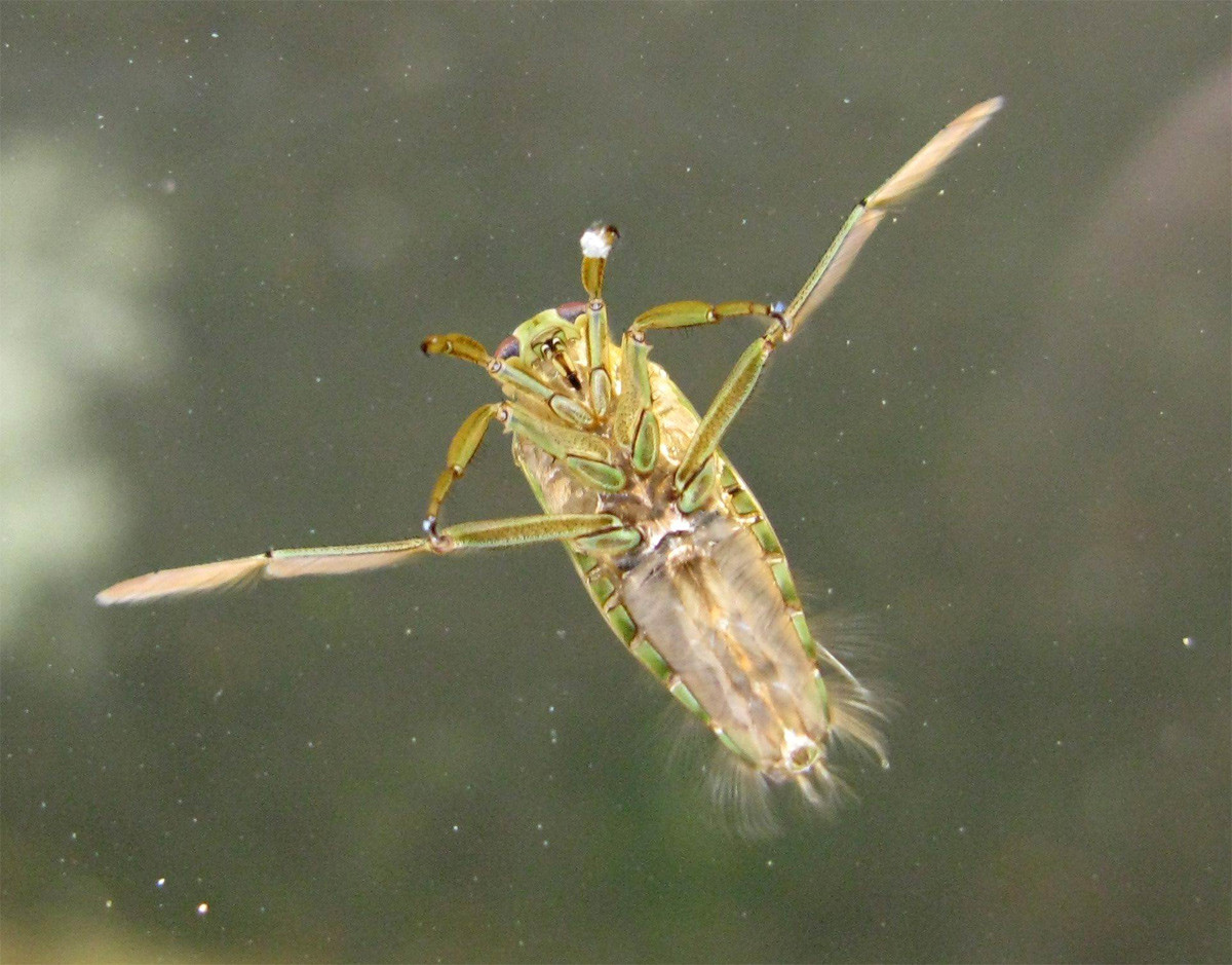 Bọ bơi ngửa nâu hay bọ gạo (Notonecta glauca) dài 1,7 cm, sống trong các ao hồ, kênh mương ở lục địa Á - Âu và Bắc Phi. Chúng có kiểu bơi ngửa đặc trưng, con mồi là động vật có xương sống nhỏ như nòng nọc và cá bột.