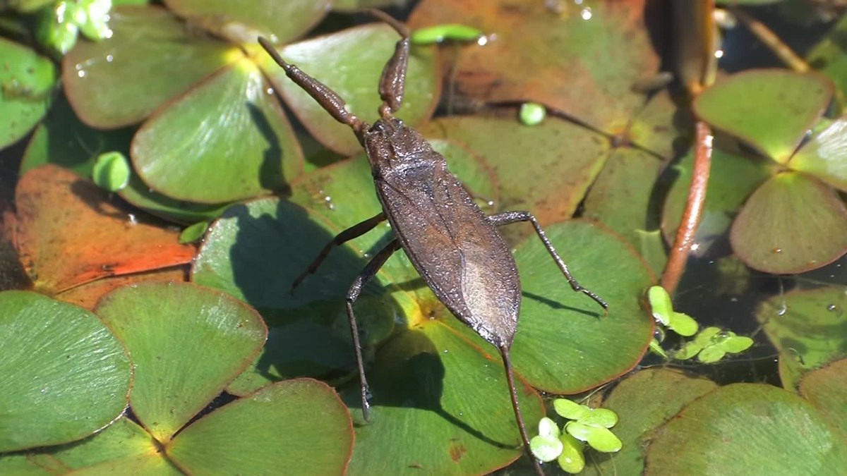 Bọ cạp nước (Nepa cinerea) dài 1,8-2,2 cm, được ghi nhận ở châu Âu, Bắc Á và Bắc Phi. Loài côn trùng thủy sinh này thường bò ven các vũng nước nông để bắt mồi. Chúng thở qua cái đuôi dài ở đuôi.