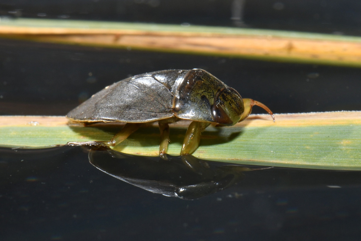Bọ xít bụng khí (Ilyocoris cimicoides) dài 1,5 cm, có nguồn gốc châu Âu và đã xâm nhập vào nhiều khu vực khác. Sống ở vùng rìa nông của các hồ và sông chảy chậm, loài này giữ không khí bên dưới đôi cánh gấp lại.