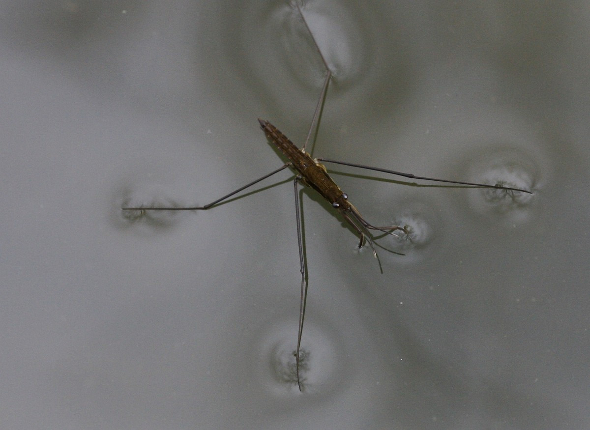 Gọng vó (Gerris lacustris) dài 1-1,2 cm, phân bố rộng trên thế giới. Có khả năng lướt đi trên nước nhờ hiệu ứng sức căng bề mặt, loài này xác định vị trí con mồi nhờ các gợn sóng mà nó tạo ra.