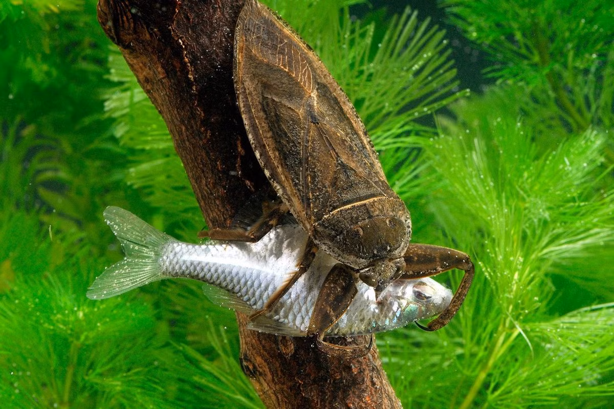 Cà cuống (Lethocerus indicus) dài 8-10 cm, là côn trùng bản địa ở Nam và Đông Nam Á. Loài này dùng chân trước khỏe và nước bọt có độc để chế ngự những con mồi đôi khi lớn hơn cả chúng như ếch nhái và cá. Cà cuống được dùng làm nguyên liệu ẩm thực ở nhiều quốc gia.