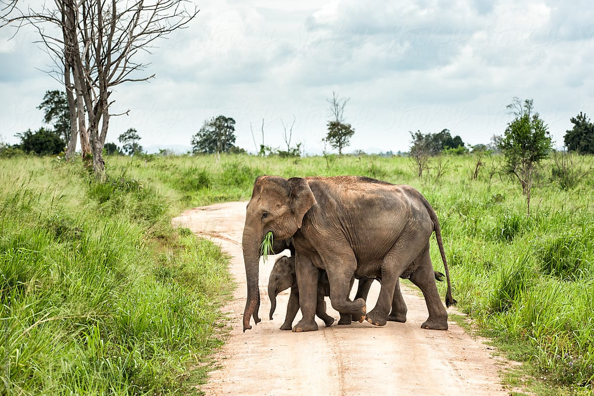 Voi Sri Lanka (Elephas maximus maximus), là nòi voi đặc hữu của Sri Lanka. Chúng có hộp sọ lớn hơn các nòi khác khi so sánh với kích thước cơ thể, và thường có các mảng da bạc màu trên trán và phía trước vòi. Rất hiếm voi Sri Lanka có ngà, kể cả voi đực.