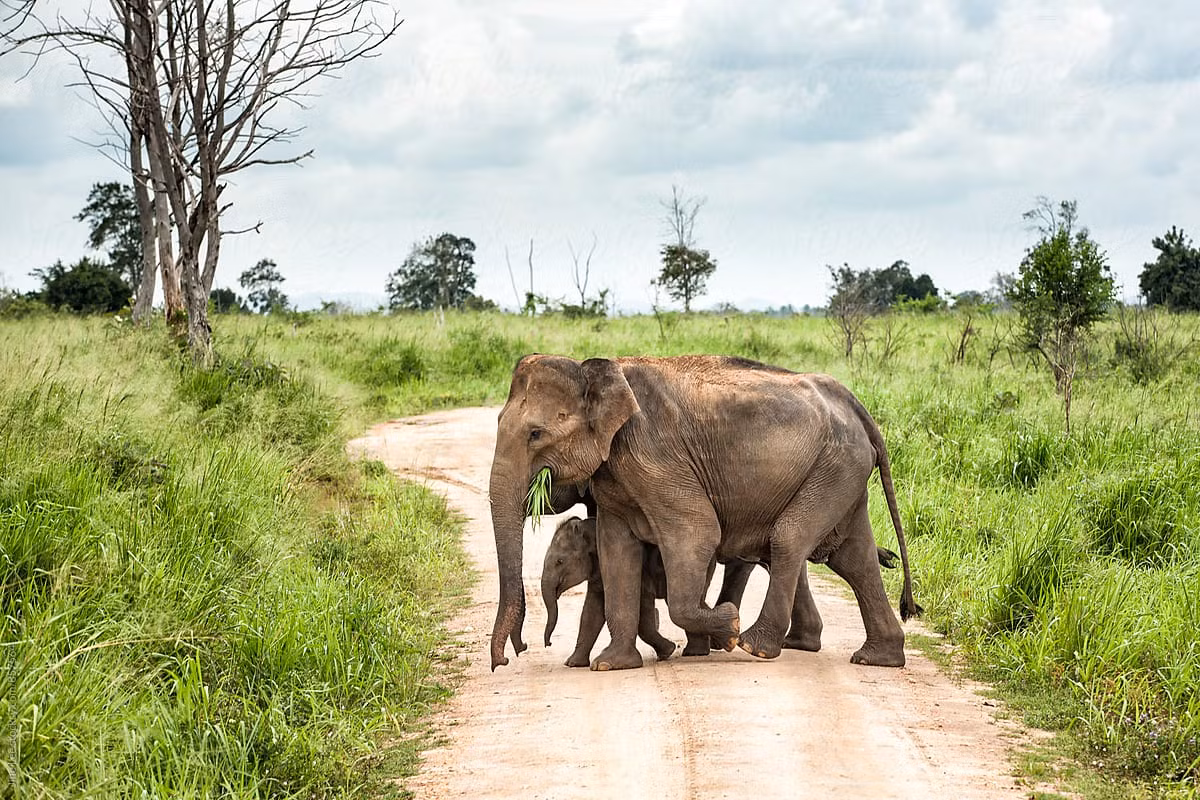 Voi Sri Lanka (Elephas maximus maximus), là nòi voi đặc hữu của Sri Lanka. Chúng có hộp sọ lớn hơn các nòi khác khi so sánh với kích thước cơ thể, và thường có các mảng da bạc màu trên trán và phía trước vòi. Rất hiếm voi Sri Lanka có ngà, kể cả voi đực.