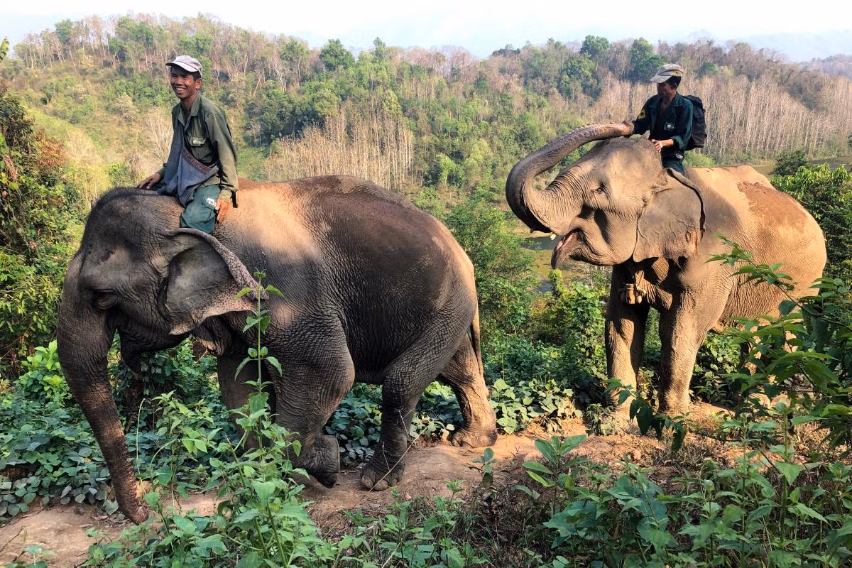 Quần thể voi ở Việt Nam và Lào hiện tại đang được kiểm tra xem có phải là nòi thứ năm của voi châu Á hay không. Voi châu Á nói chung có đôi tai nhỏ và lưng cong hơn voi châu Phi, voi cái thường không có ngà. Ở nhiều nơi chúng được thuần hóa để phục vụ lâm nghiệp và lễ hội.