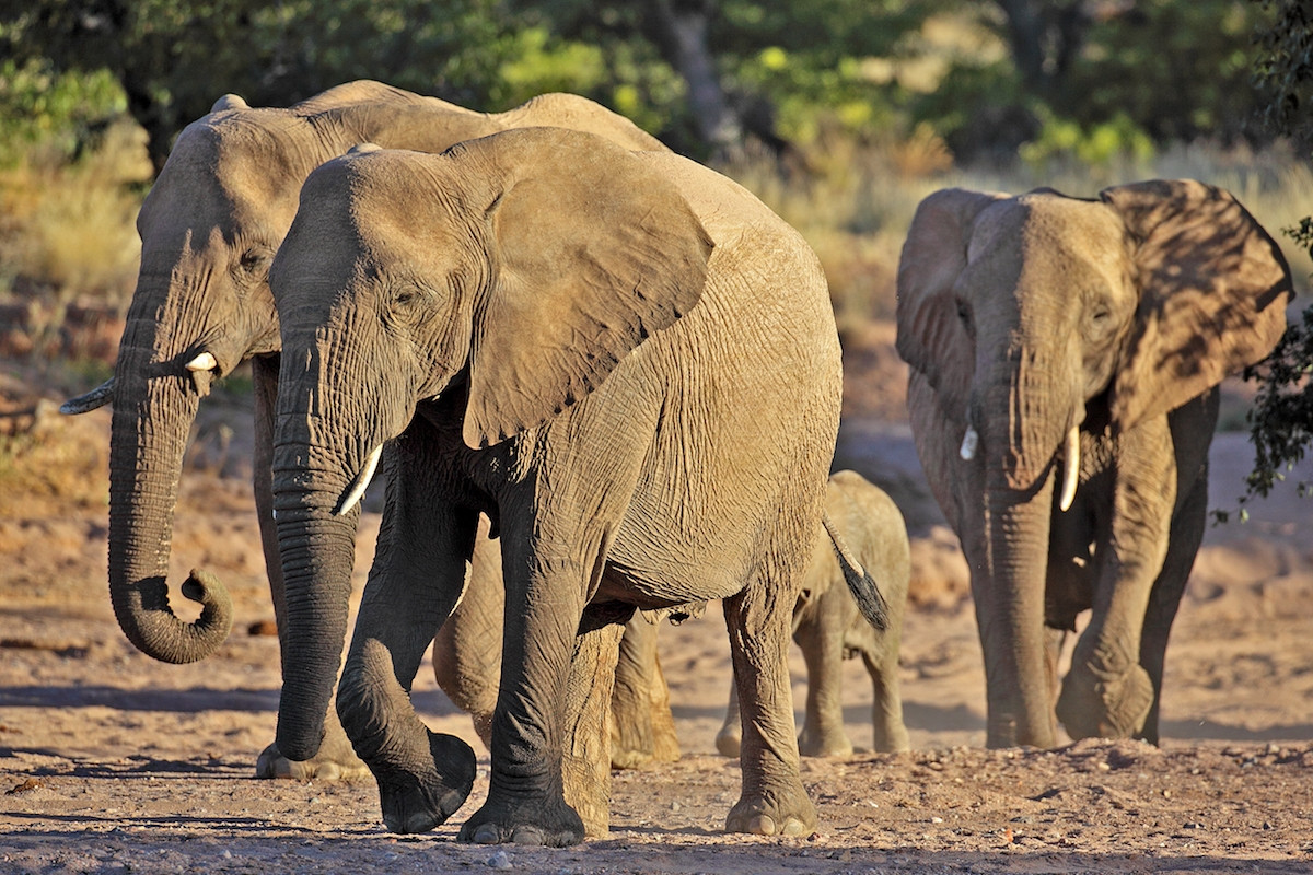 Voi sa mạc chỉ có ở Namibia và Mali, từng được cho là một nòi (phân loài) của voi đồng cỏ châu Phi. Việc sinh sống trong sa mạc khô cằn khiến chúng có một số đặc điểm thích nghi với môi trường sống như bàn chân tương đối rộng hơn, chân dài hơn, cùng thói quen di chuyển giữa các hồ nước. Theo các nghiên cứu mới nhất thì voi sa mạc và voi đồng cỏ lthuộc cùng một nòi.