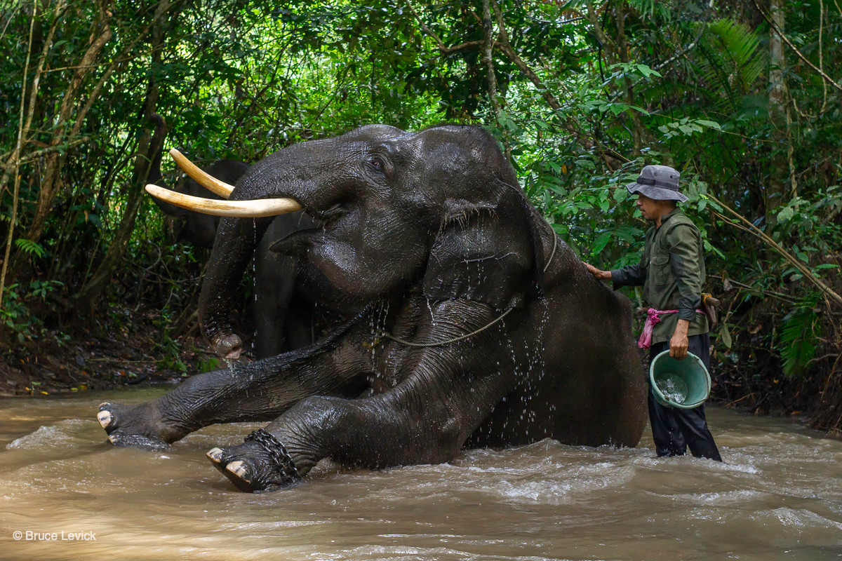 Voi Sumatra (Elephas maximus sumatrensis) chỉ có ở đảo Sumatra, là nòi voi nhỏ thứ hai với chiều cao không quá 2,6 mét. Đây là nòi voi nguy cấp nhất thế giới với số lượng cá thể tồn tại trong tự nhiên vào khoảng vì trăm.