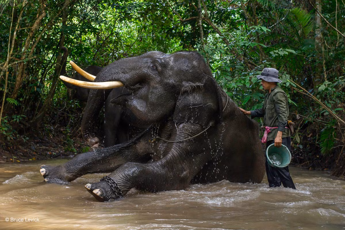 Voi Sumatra (Elephas maximus sumatrensis) chỉ có ở đảo Sumatra, là nòi voi nhỏ thứ hai với chiều cao không quá 2,6 mét. Đây là nòi voi nguy cấp nhất thế giới với số lượng cá thể tồn tại trong tự nhiên vào khoảng vì trăm.
