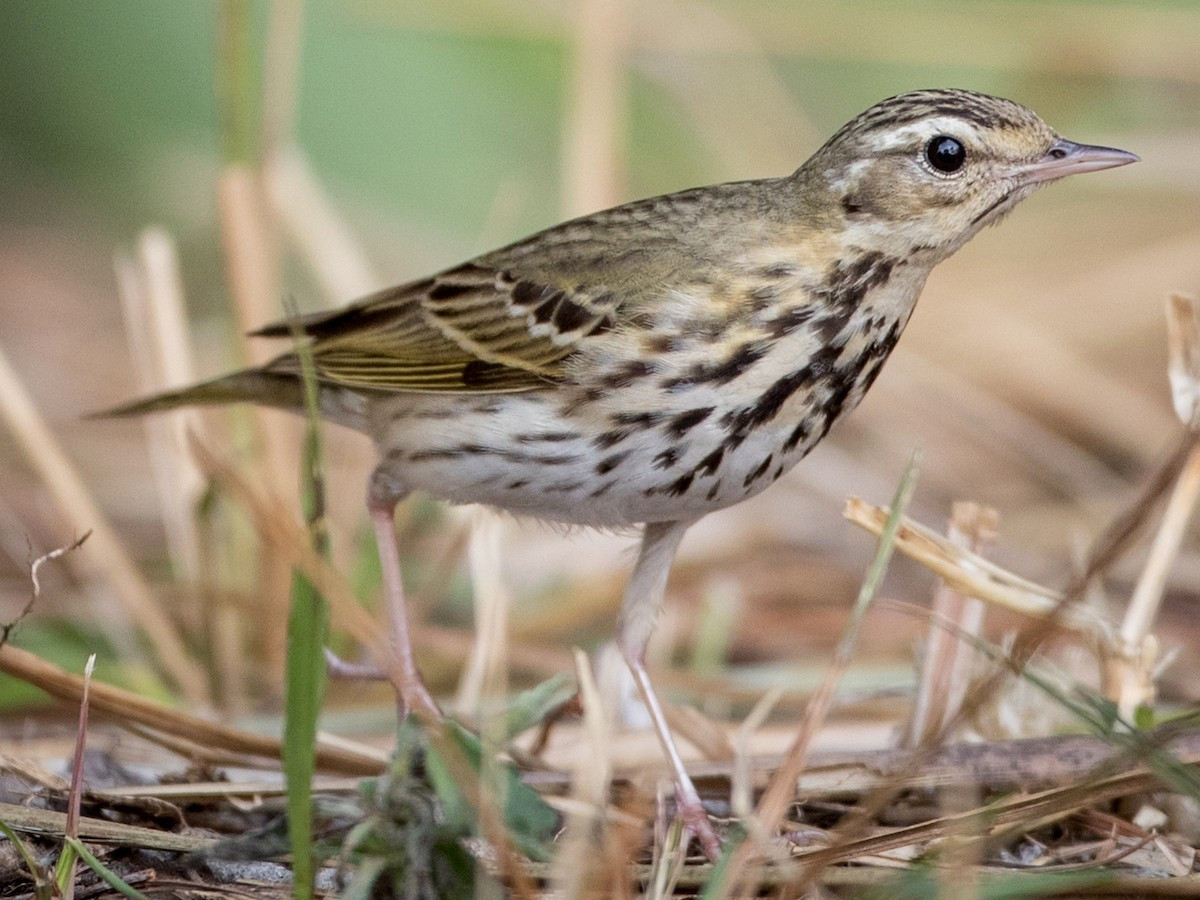 Chim manh Vân Nam (Anthus hodgsoni) dài 16-17 cm, là loài trú đông phổ biến trong cả nước. Chúng sống ở rừng trống trải, bìa rừng, rừng thứ sinh, đất canh tác gần cây gỗ, thường di chuyển trên mặt đất, đuôi vẫy lên vẫy xuống.