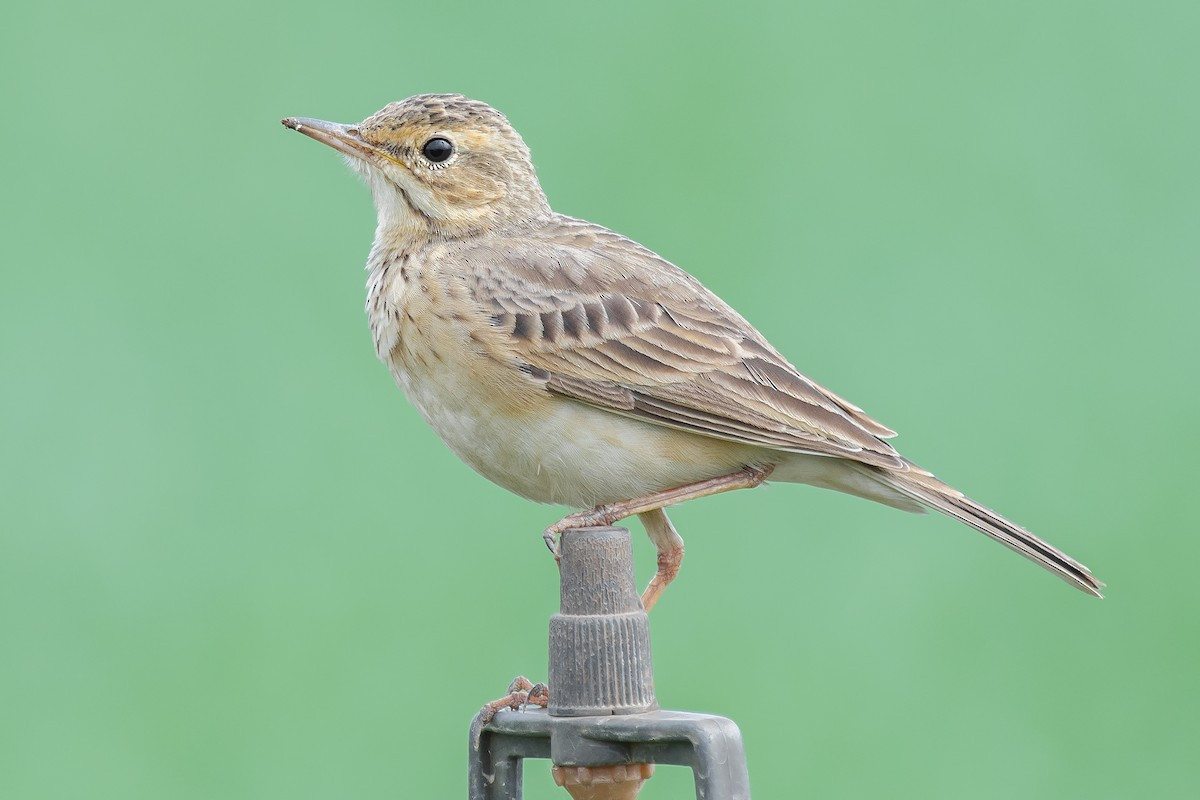 Chim manh họng trắng (Anthus rufulus) dài 15-16 cm, vùng phân bố và sinh cảnh tương tự chim manh lớn.