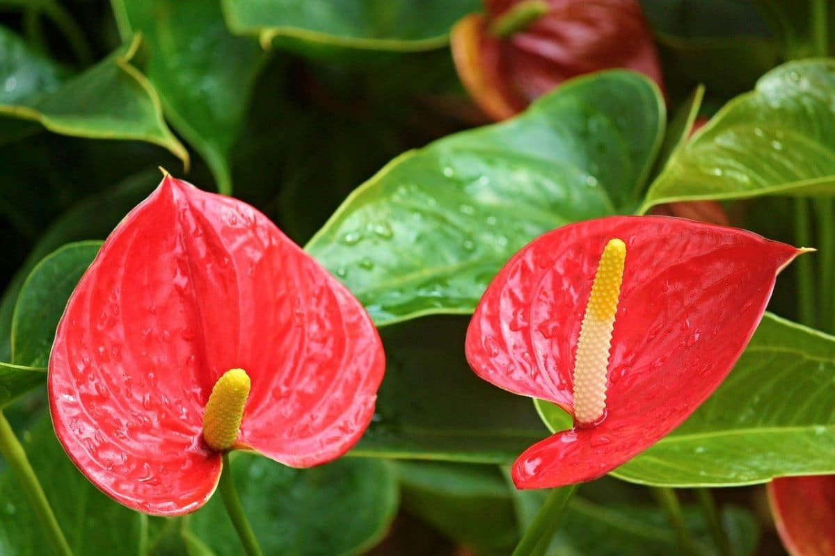 Hồng môn (Anthurium andraeanum) cao 50 cm, là cây bản địa của Nam Mỹ. Loài ráy có hoa bắt mắt này đã được lai tạo thành nhiều giống khác nhau và trồng làm cây cảnh trên khắp thế giới.