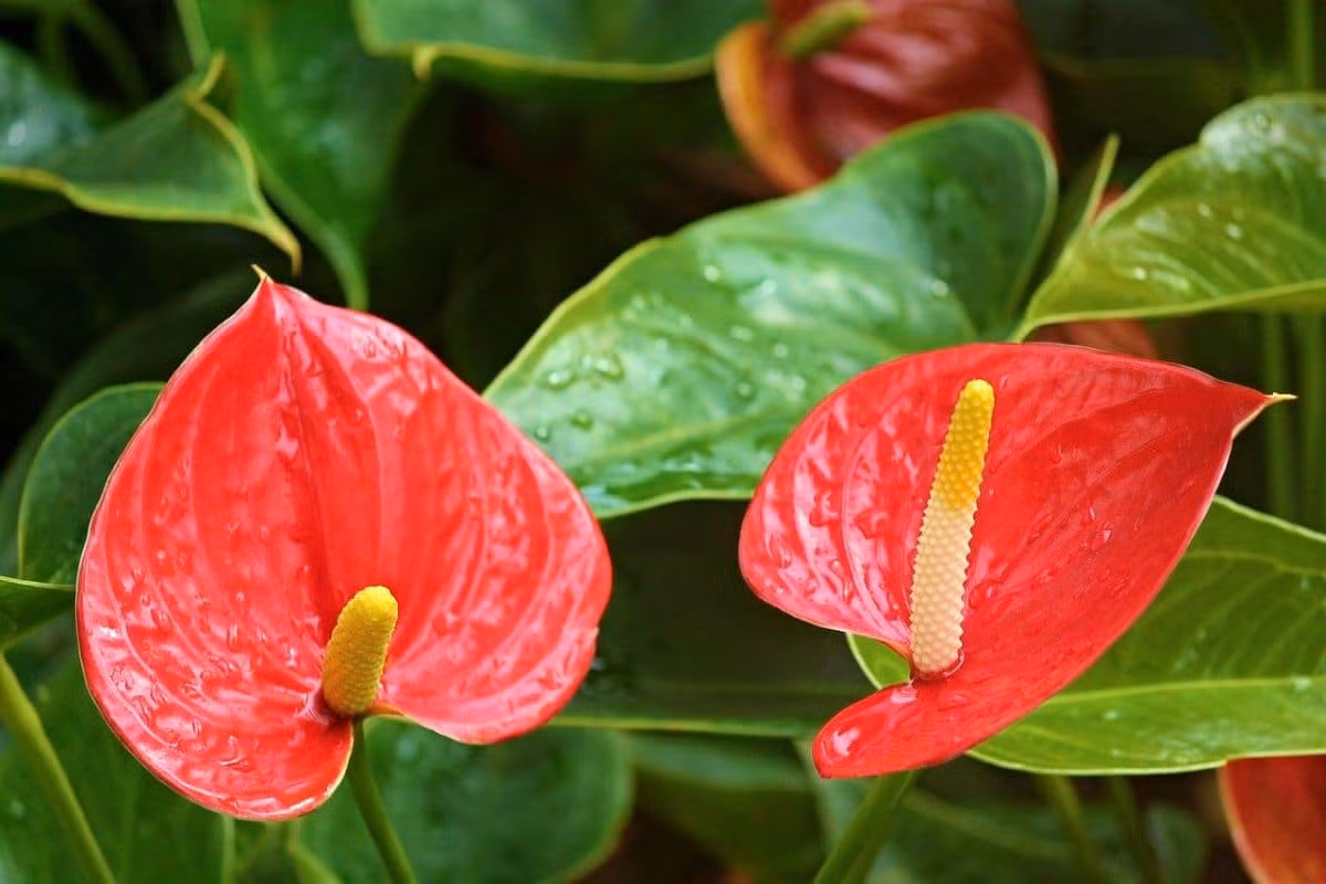 Hồng môn (Anthurium andraeanum) cao 50 cm, là cây bản địa của Nam Mỹ. Loài ráy có hoa bắt mắt này đã được lai tạo thành nhiều giống khác nhau và trồng làm cây cảnh trên khắp thế giới.