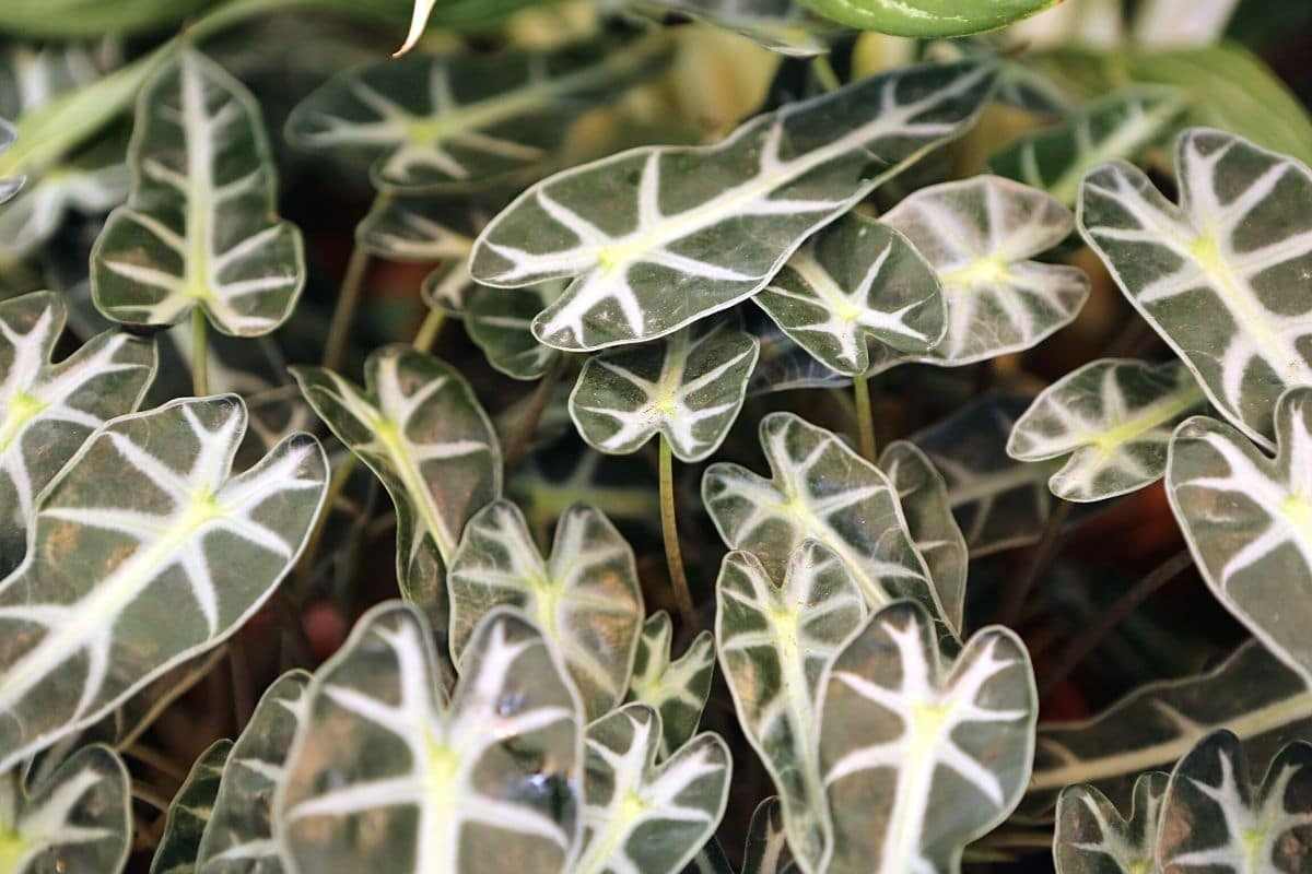Môn quan âm (Alocasia amazonica) cao 60 cm, phân bố ở Đông Nam Á. Chúng được trồng làm cảnh do có những chiếc là hình lưỡi mác màu sắc rất ấn tượng.