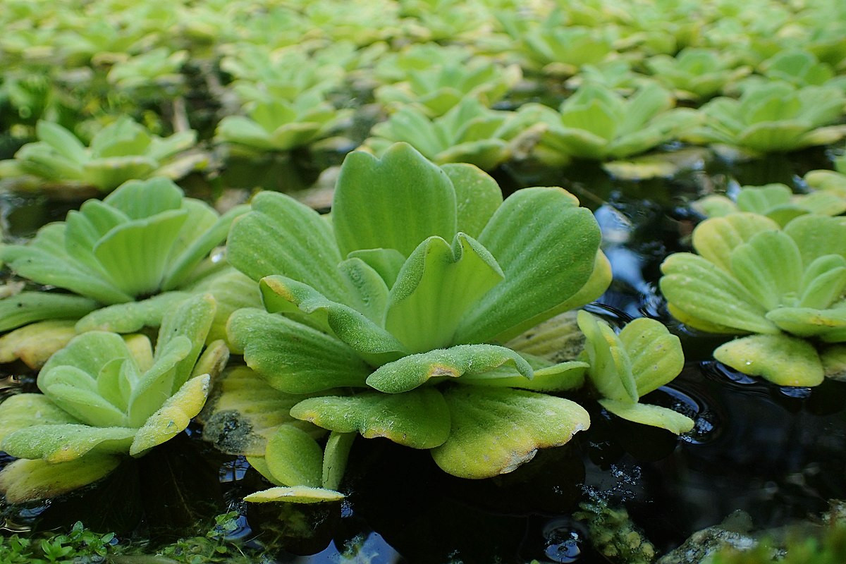 Bèo cái (Pistia stratiotes) cao 20 cm, hiện không rõ nguồn gốc. Loài cây họ Ráy này trôi nổi trên nước ngọt ở các vùng khí hậu ấm khắp thế giới, thường cản trở dòng chảy do mọc quá dày đặc.