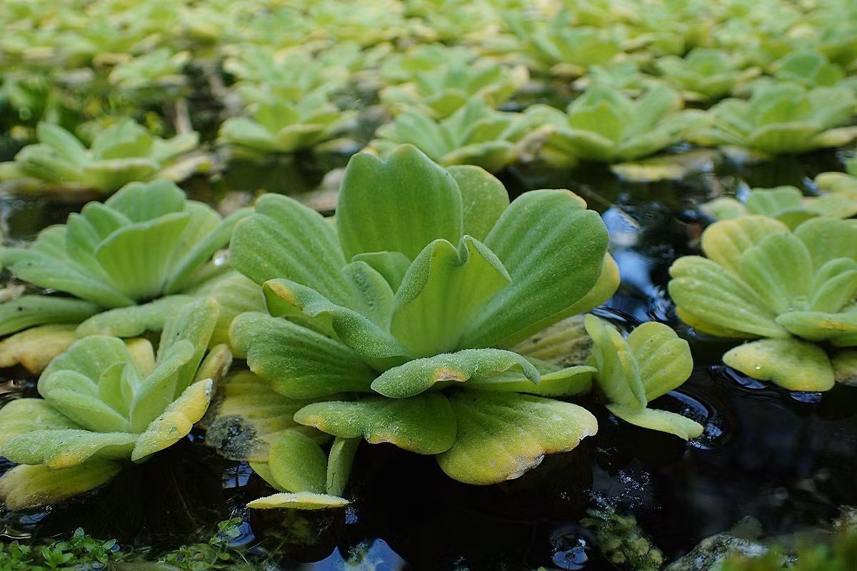 Bèo cái (Pistia stratiotes) cao 20 cm, hiện không rõ nguồn gốc. Loài cây họ Ráy này trôi nổi trên nước ngọt ở các vùng khí hậu ấm khắp thế giới, thường cản trở dòng chảy do mọc quá dày đặc.