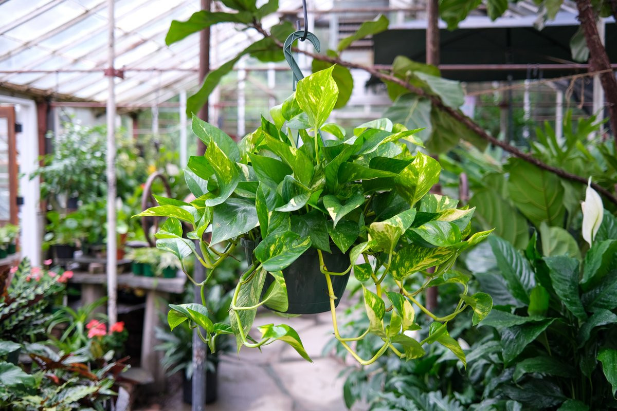 Trầu bà vàng (Epipremnum aureum) dài 20 mét, có nguồn gốc từ đảo Mo'orea thuộc quần đảo Société ở Nam Thái Bình Dương, sau này được du nhập và trồng ở nhiều nơi khác để làm cây cảnh. Ở vùng nhiệt đới, đôi khi chúng phát tán ra môi trường và trở thành loài cây xâm hại.