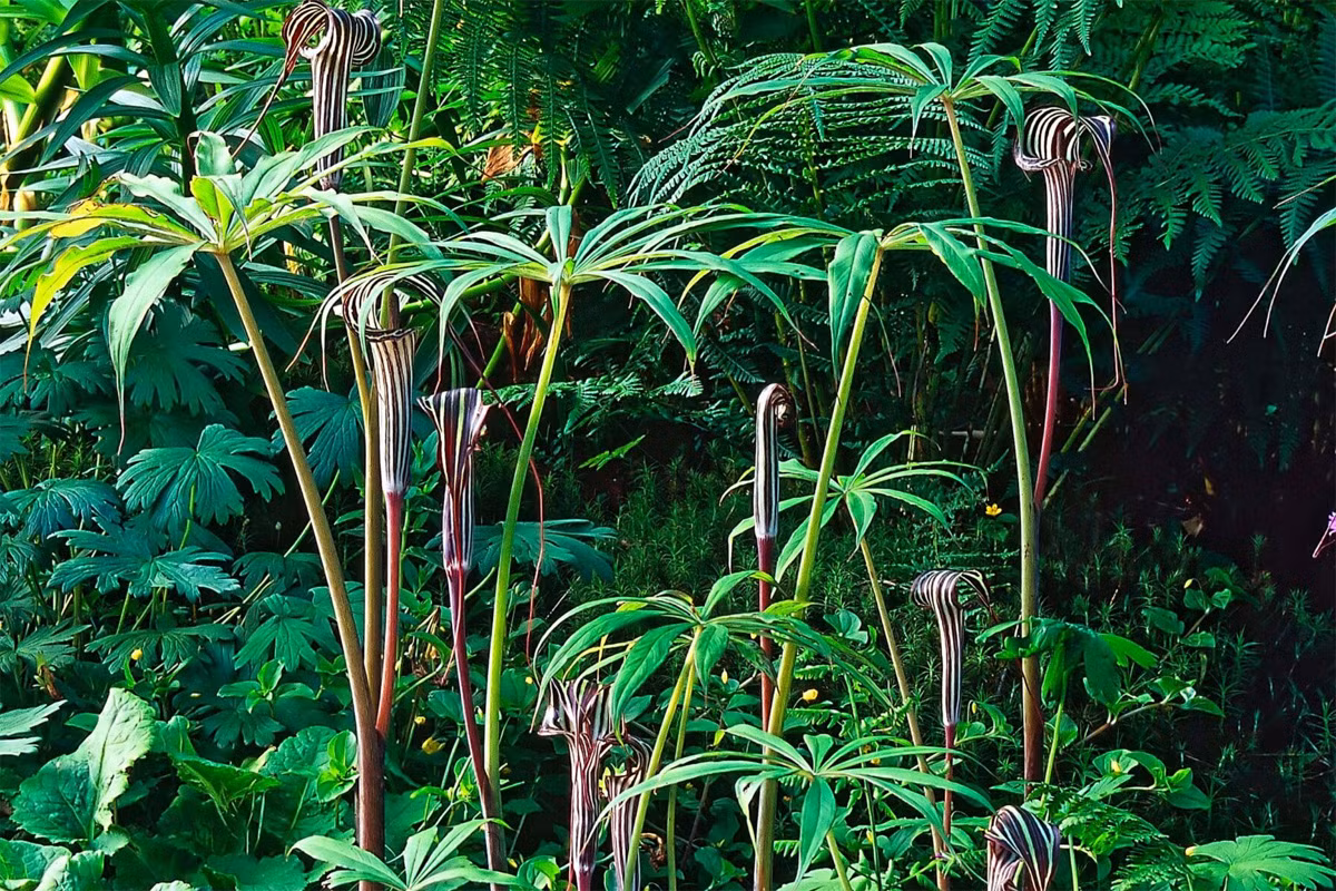 Nưa (Arisaema consanguineum) cao 1 mét, là cây bản địa vùng Đông Himalaya, Trung Quốc và Đông Dương. Vào mùa hè chúng nở hoa có mo kẻ sọc đặc trưng. Toàn bộ cây nưa có độc tính.