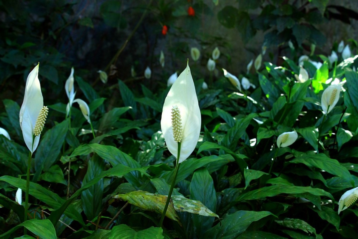 Lan ý (Spathiphyllum wallisii) cao 60 cm, có nguồn gốc Nam Mỹ. Hoa và mo của loài cây cảnh trong nhà phổ biến này có màu trắng, khi già chuyển sang màu xanh lá.