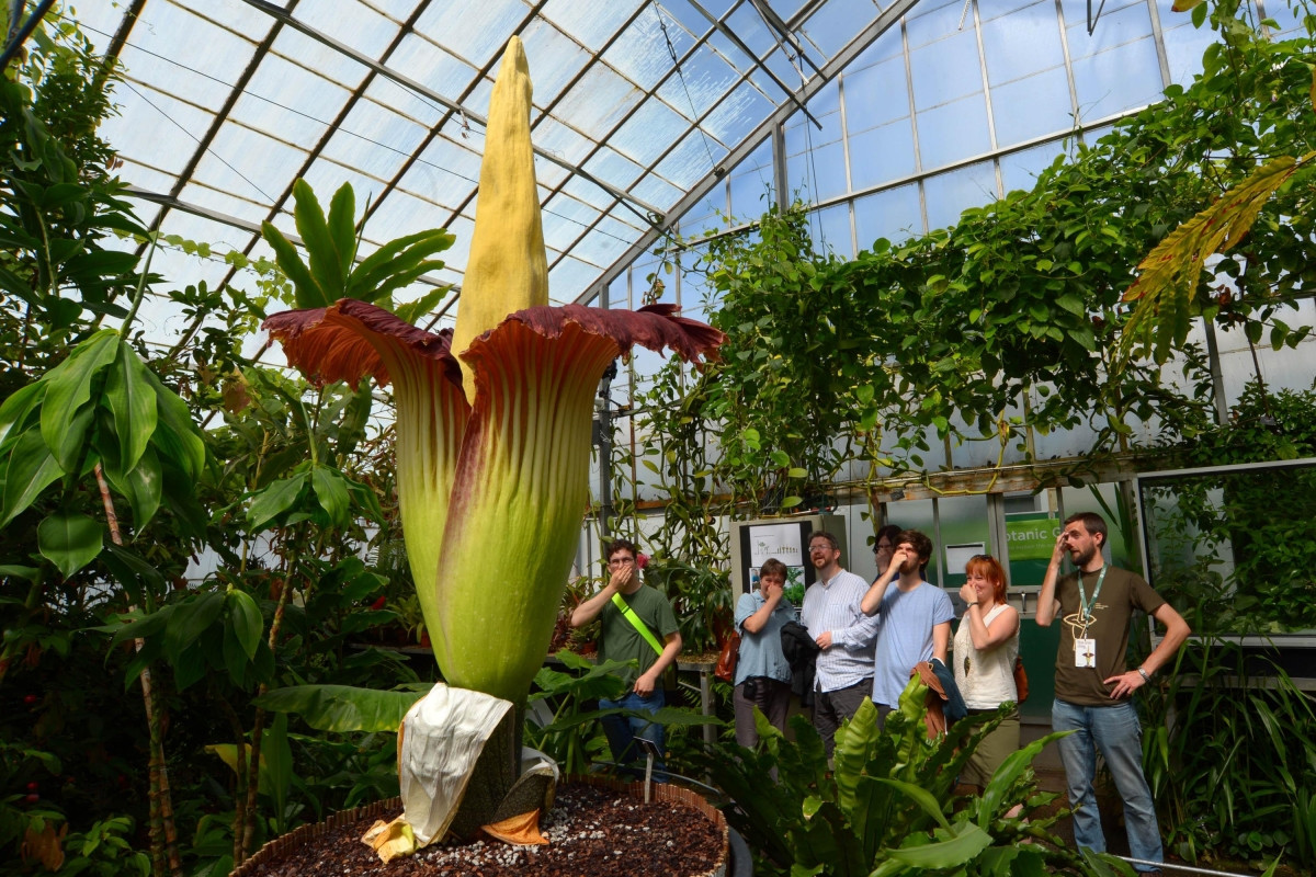 Nưa khổng lồ Sumatra (Amorphophallus titanum) cao 6 mét, là loài cây đặc hữu ở miền Tây đảo Sumatra, Indonesia, đã được đưa đến các vườn thực vật khắp thế giới. Sau khi bông hoa khổng lồ có mùi thối héo úa, loài ráy này sẽ mọc chiếc lá duy nhất có hình dáng giống cây đủ đủ, tồn tại rất lâu.