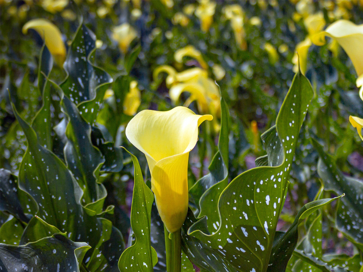 Vân môn vàng (Zantedeschia elliottiana) cao 60 cm, đã tuyệt chủng trong tự nhiên, chỉ còn tồn tại ở các nhà vườn. Các họ hàng hoang dã của loài cây có hoa vàng bắt mắt này mọc trong các sinh cảnh đất ngập nước ở Nam Phi.