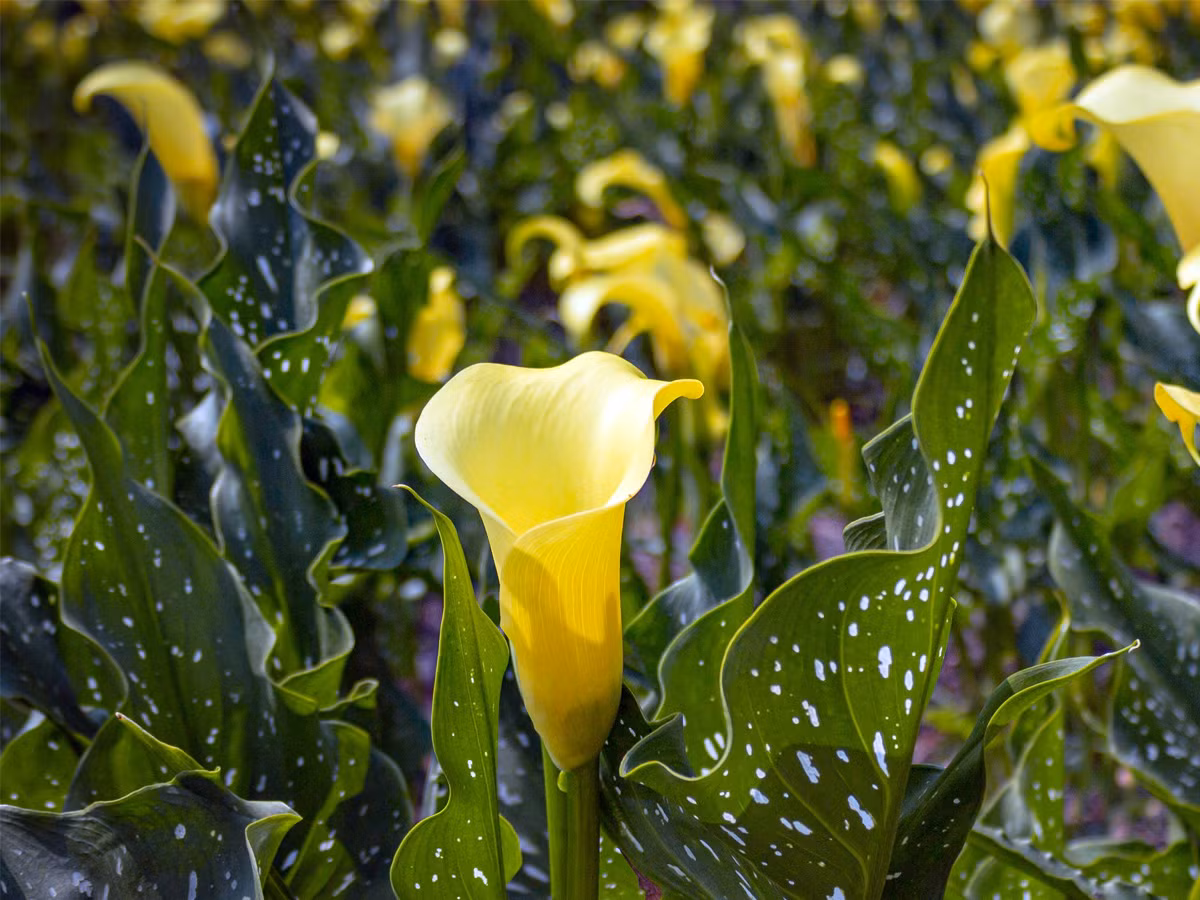 Vân môn vàng (Zantedeschia elliottiana) cao 60 cm, đã tuyệt chủng trong tự nhiên, chỉ còn tồn tại ở các nhà vườn. Các họ hàng hoang dã của loài cây có hoa vàng bắt mắt này mọc trong các sinh cảnh đất ngập nước ở Nam Phi.