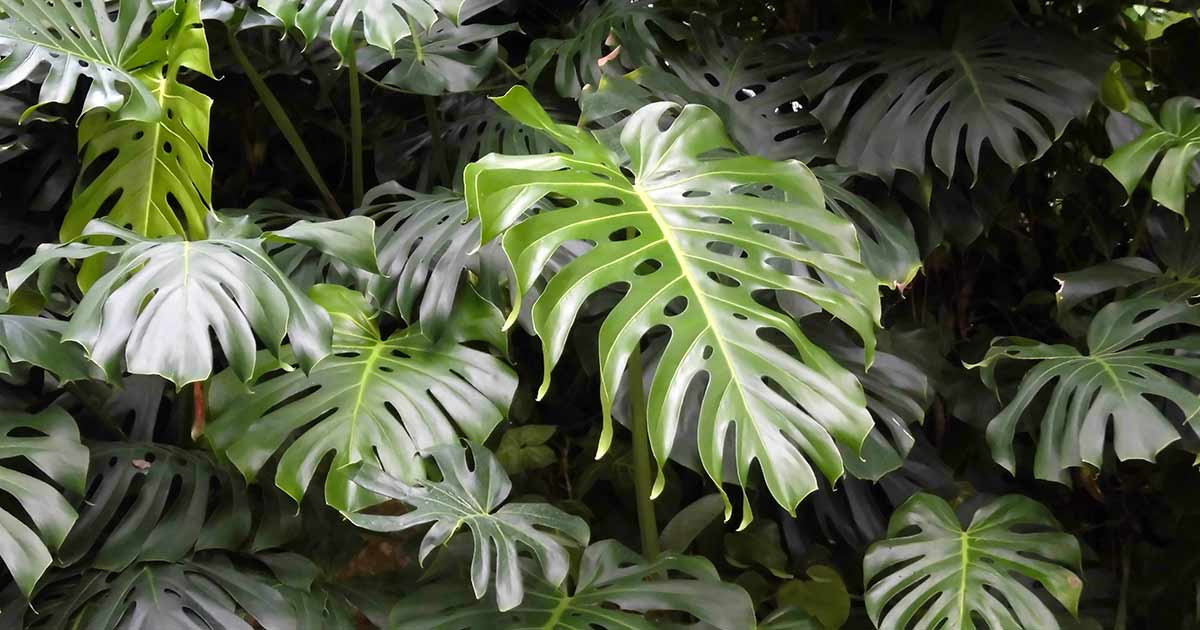 Ráy xẻ (Monstera deliciosa) dài 20 mét, là loài ráy leo có nguồn gốc Trung Mỹ. Loày cây có lá to xẻ thùy này đã được đưa đến khắp nơi trên thế giới để làm cây cảnh.