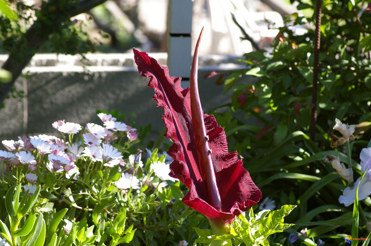 Ráy rồng (Dracunculus vulgaris) cao 1 mét, mọc ở phía Đông Địa Trung Hải. Với mo mầu đỏ thẫm và có mùi thịt thối, chúng thụ phấn nhờ vào loài ruồi.