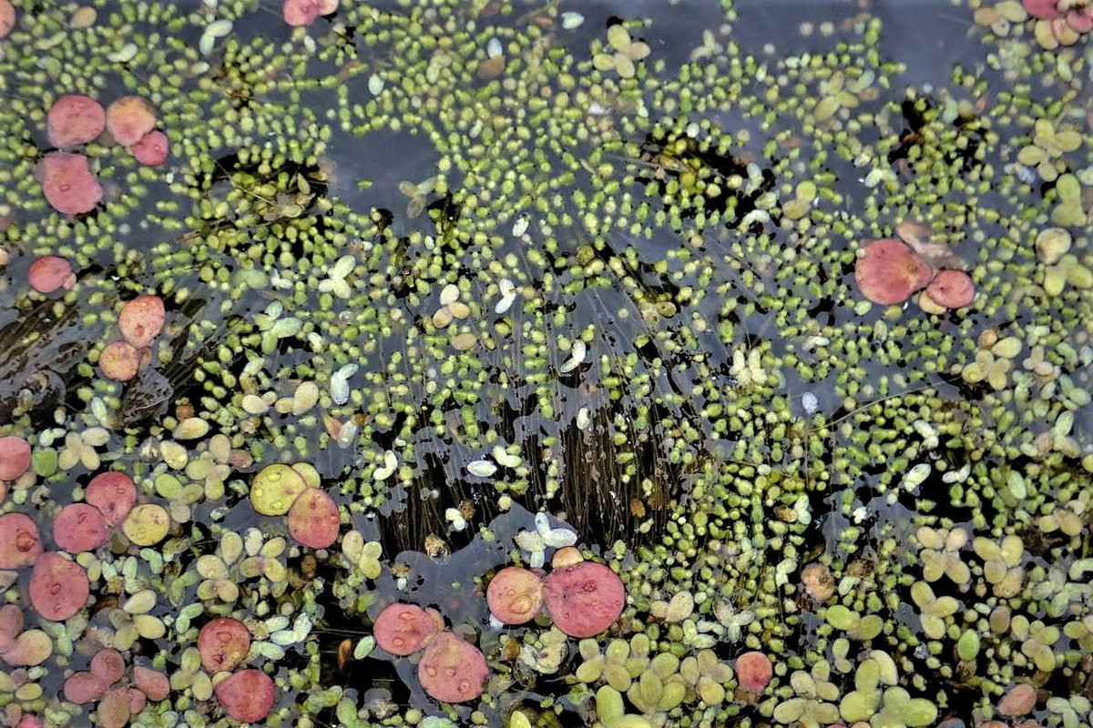 Bèo trứng cá (Wolffia arrhiza) dài 1 mm, phân bố khắp rơi trên thế giới, thường xuất hiện cùng bào tấm. Đây là loài thực vật có hoa nhỏ nhất thế giới.