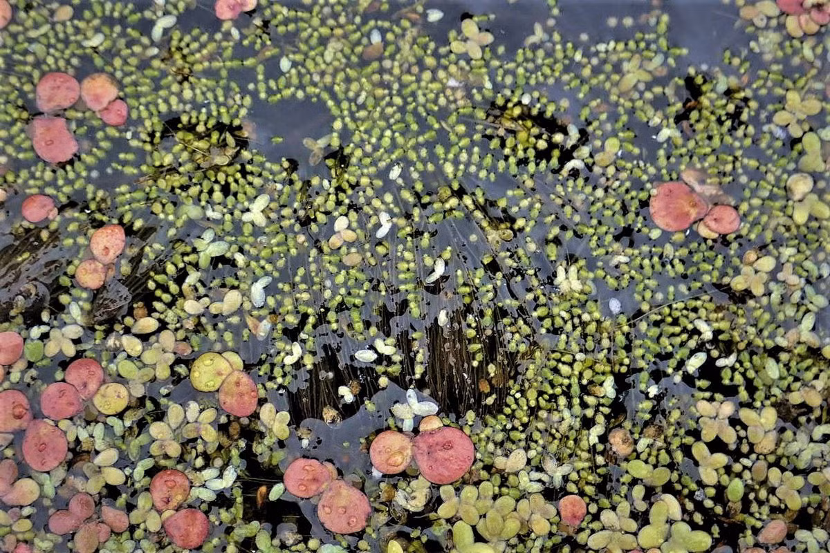 Bèo trứng cá (Wolffia arrhiza) dài 1 mm, phân bố khắp rơi trên thế giới, thường xuất hiện cùng bào tấm. Đây là loài thực vật có hoa nhỏ nhất thế giới.