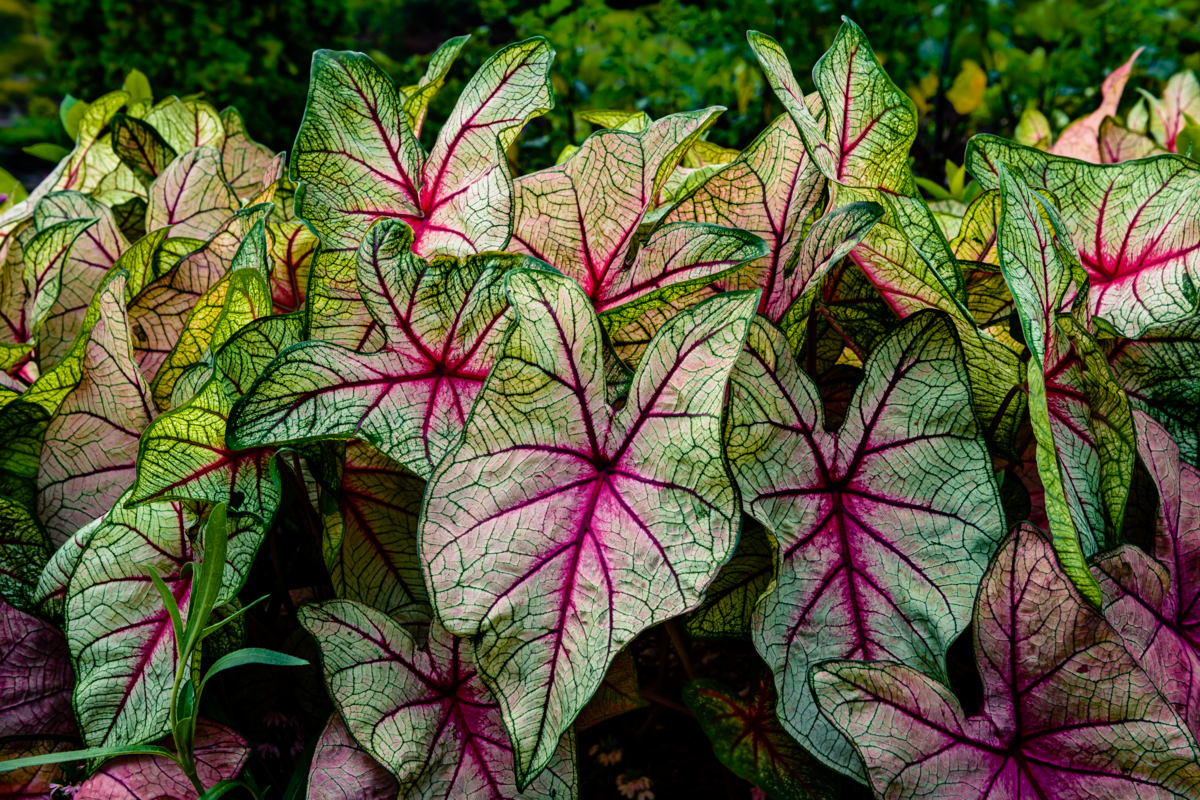 Môn đốm, còn gọi là cây "trái tim chúa Giêsu" (Caladium bicolor) cao 50 cm, là một loài ráy bản địa Nam Mỹ. Lá của chúng hình trái tim, thường có các đốm hoặc vân màu trắng và hồng nổi bật. Các bộ phận của loài cây này có độc, gây kích ứng da với người và vật nuôi.