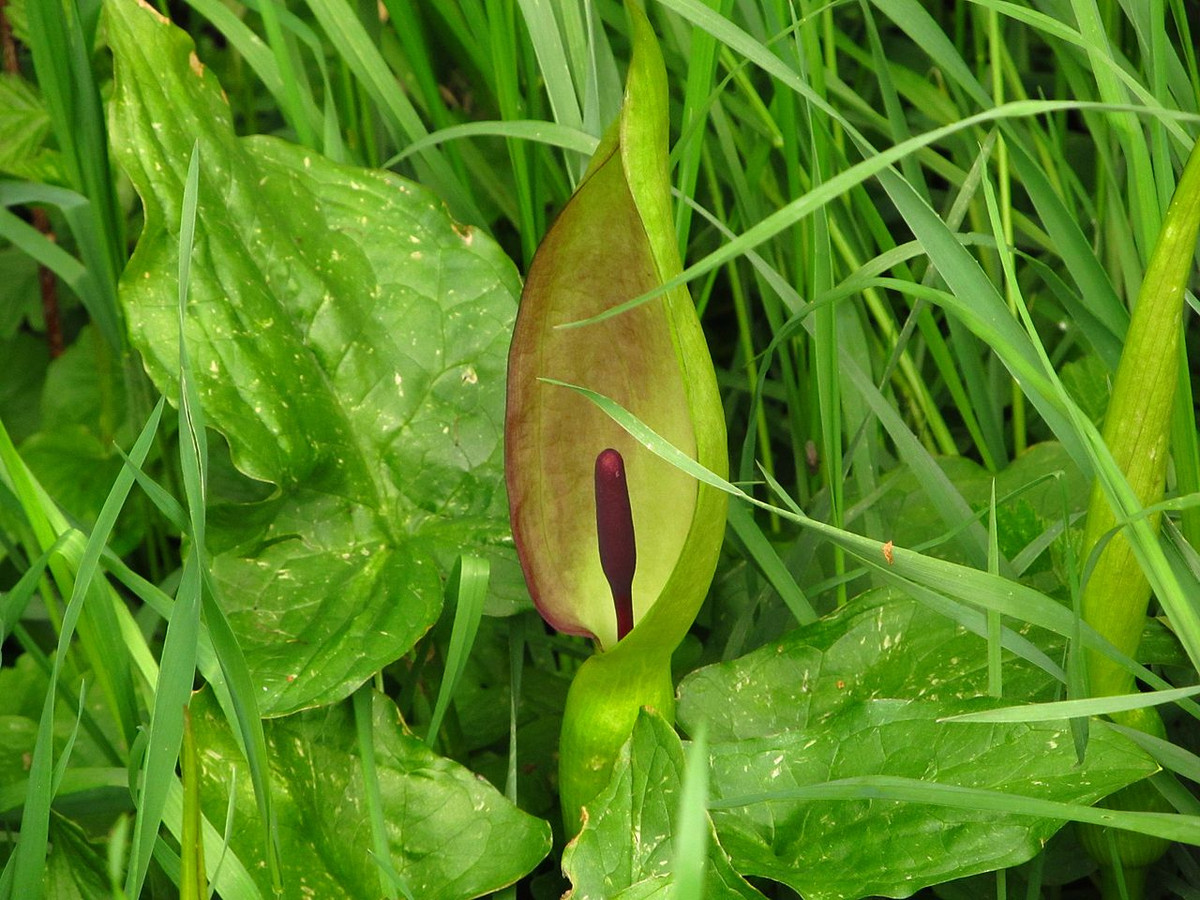 Môn đốm châu Âu (Arum maculatum) cao 35 cm, là cây bản địa của châu Âu. Ra hoa vào mùa xuân, bông mo của loài cây này tăng nhiệt để thu hút côn trùng thụ phấn. Vào mùa thu chúng cho ra quả đỏ mọng có độc.