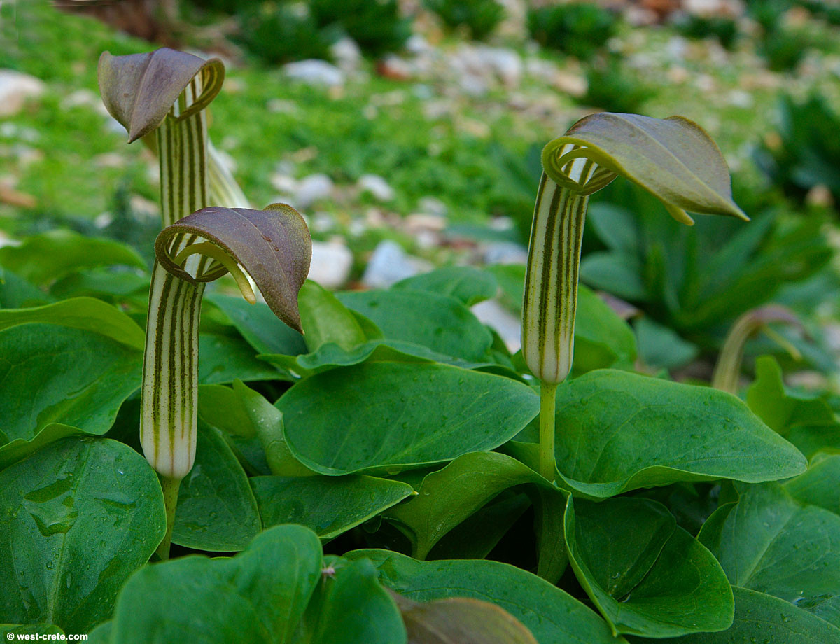 Ráy Địa Trung Hải (Arisarum vulgare) cao 15 cm, phổ biến quanh vùng Địa Trung Hải. Bông mo của chúng có sọc, phía trên uốn cong như chiếc mũ trùm, rất dễ nhận biết.