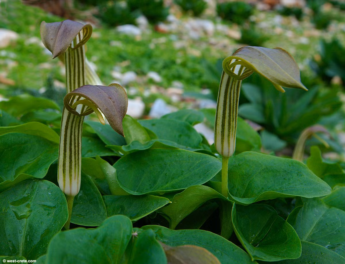 Ráy Địa Trung Hải (Arisarum vulgare) cao 15 cm, phổ biến quanh vùng Địa Trung Hải. Bông mo của chúng có sọc, phía trên uốn cong như chiếc mũ trùm, rất dễ nhận biết.