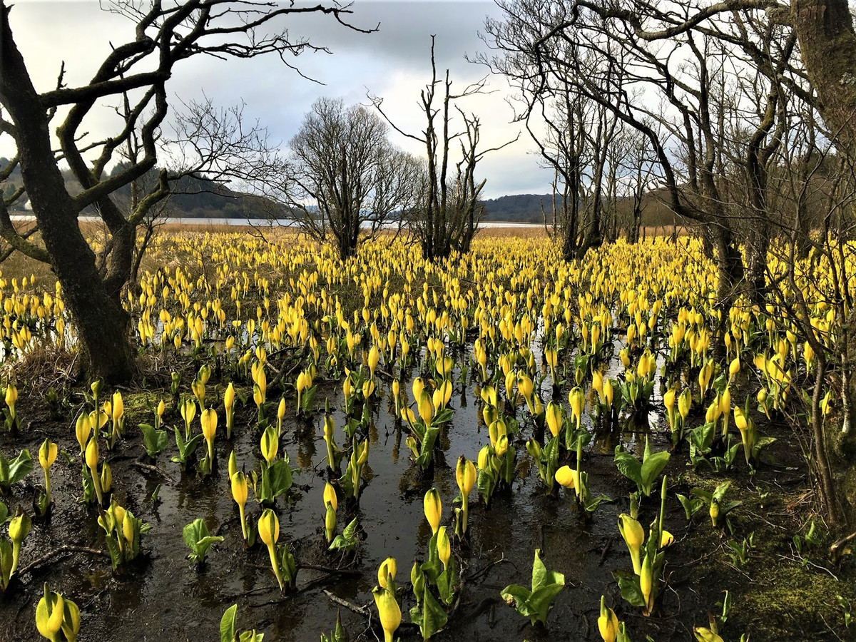 Ráy cải hôi vàng Bắc Mỹ (Lysichiton americanus) cao 1 mét, là cây bản địa ở các sinh cảnh ẩm ướt miền Tây Bắc Mỹ. Hoa của chúng bốc mùi khá nặng để thu hút côn trùng thụ phấn.