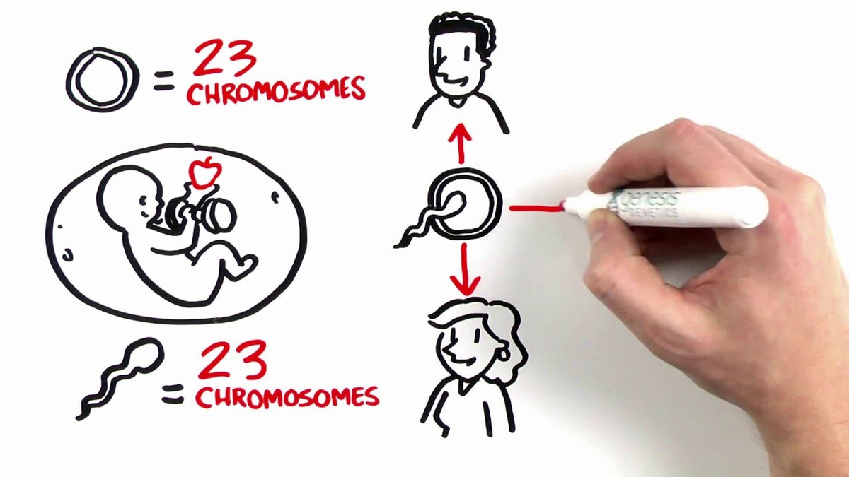 Việc một em bé ra đời bằng cách thức hoàn toàn mới đã trở thành tiêu đề chính trên nhiều tờ báo khắp thế giới và đặt ra nhiều câu hỏi về pháp lý và đạo đức.