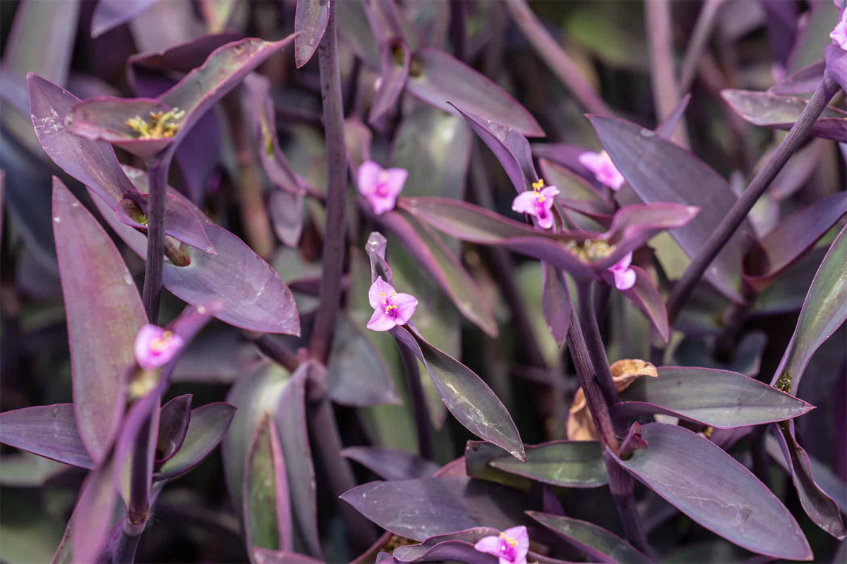 Thài lài tím (Tradescantia pallida) dài 60 cm, là loài cây thường xanh lâu năm có gốc ở vùng vịnh Mexico. Có màu tím toàn thân, chúng thường được trồng để trang trí trong vườn, làm cây phủ đất hoặc trồng trong nhà.