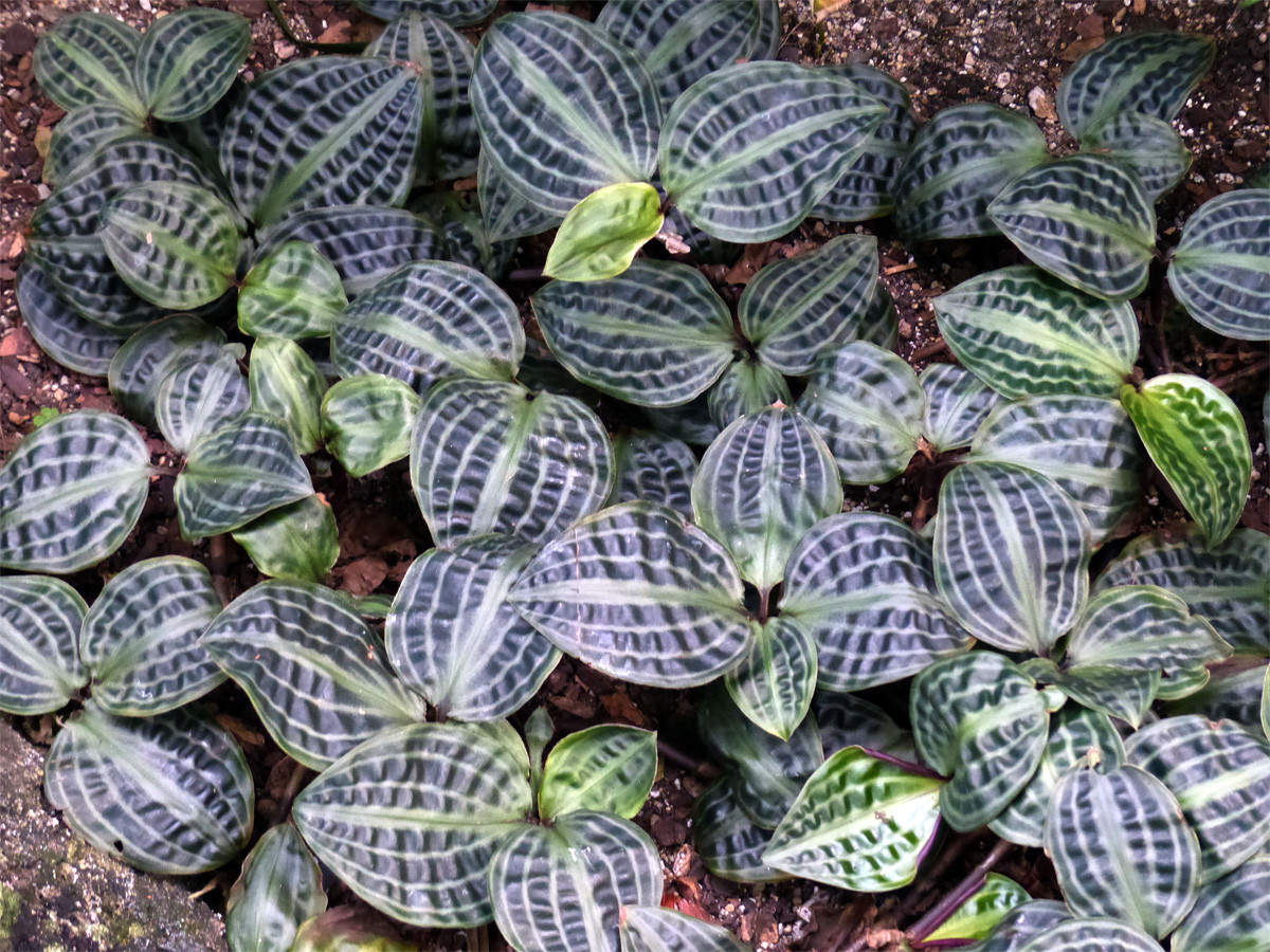 Thài lài sọc nhăn (Geogenanthus poeppigii) cao 25 cm, là cây bản địa ở khu vực rừng Amazon. Đường vân trên lá loài cây này rất giống vải sọc nhăn (seersucker).