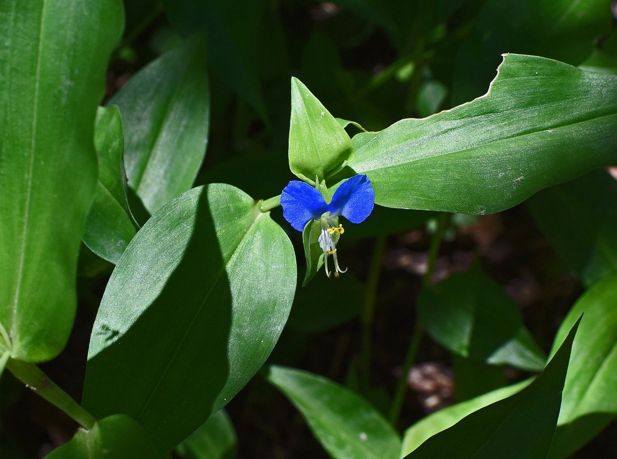 Rau trai hay thài lài châu Á (Commelina communis) dào 60 cm, phân bố rộng từ châu Á đến Bắc Mỹ. Loài cây mọc rất nhanh và phát triển tốt trong các khu vườn bị bỏ hoang. Chúng có thể được dùng làm thực phẩm.