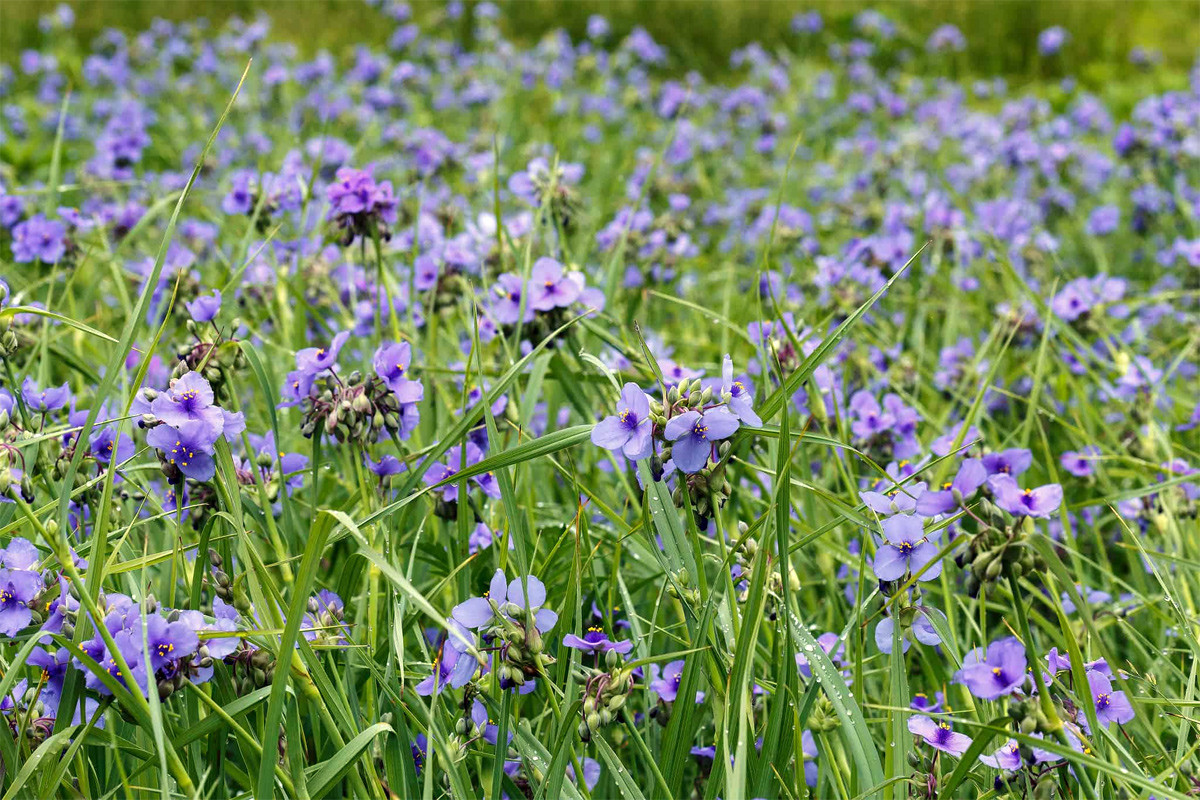 Có nhện Ohio (Tradescantia ohiensis) cao 80 cm, mọc ở phía Đông và trung tâm Bắc Mỹ. Chúng có lá dài và mảnh như cỏ, mọc thành bụi có hoa màu xanh quyến rũ.