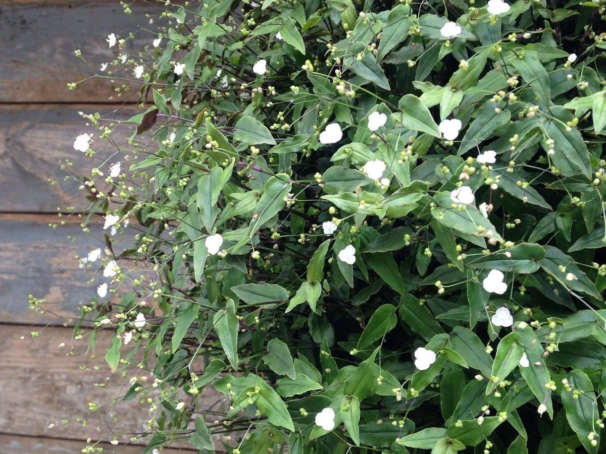 Voan cô dâu Tahiti (Tripogandra multiflora) dài 60 cm, là thực vật bản địa khu vực Trung và Nam Mỹ. Chúng có thân mong manh, lá có mặt dưới màu tía, mọc thành bụi dày đặc.