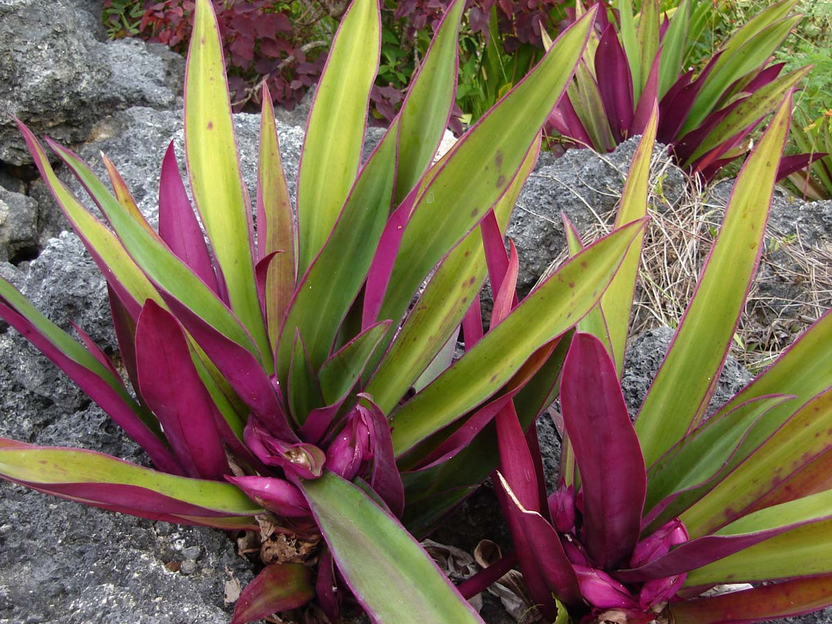 Cây sò huyết (Tradescantia spathacea) cao 30, phân bố từ phía Nam nước Mỹ đến phía Bắc của Nam Mỹ. Loài cây cảnh thường gặp này là thực vật xâm hại ở một số nơi.